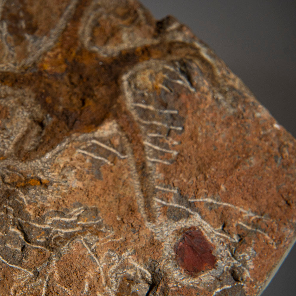 Genuine Ophiuroidea Brittle Star Fossil (4 lbs)