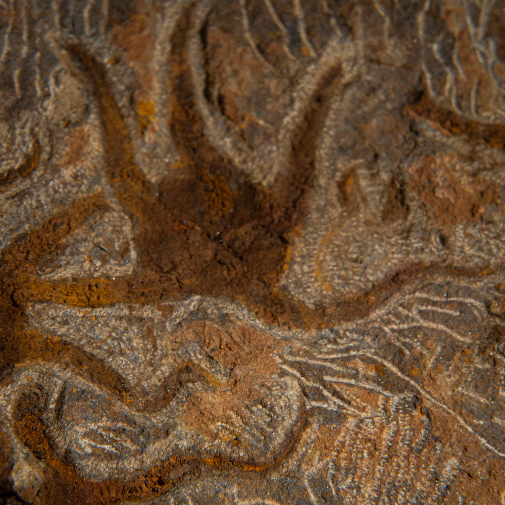Genuine Ophiuroidea Brittle Star Fossil (4 lbs)