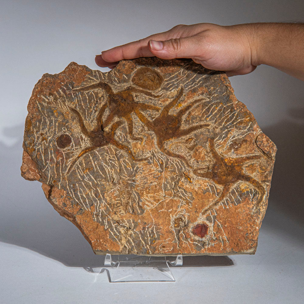 Genuine Ophiuroidea Brittle Star Fossil (4 lbs)