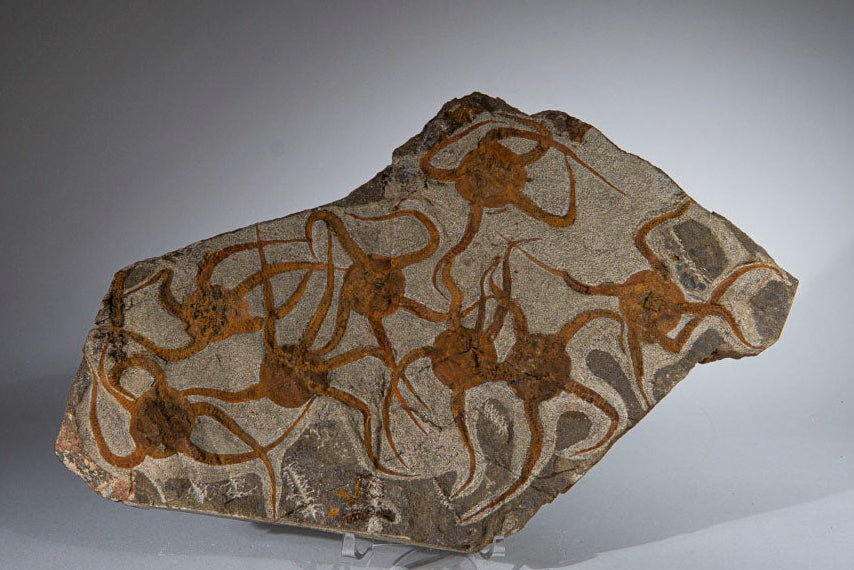 Genuine Ophiuroidea Brittle Star Fossil (4 lbs)