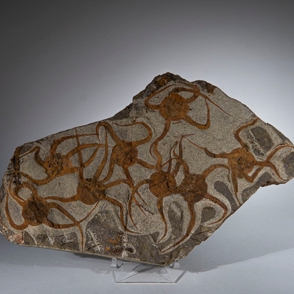 Genuine Ophiuroidea Brittle Star Fossil (4 lbs)