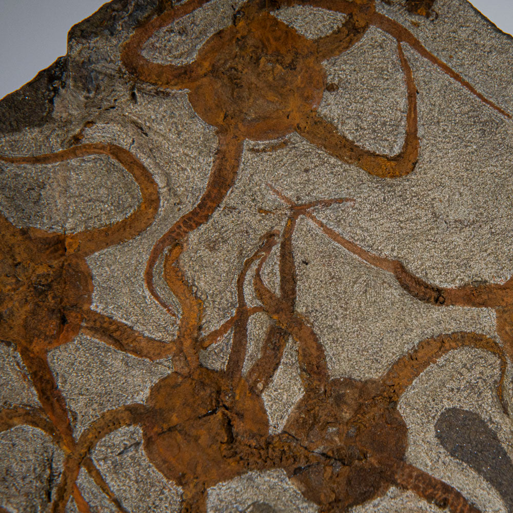 Genuine Ophiuroidea Brittle Star Fossil (4 lbs)