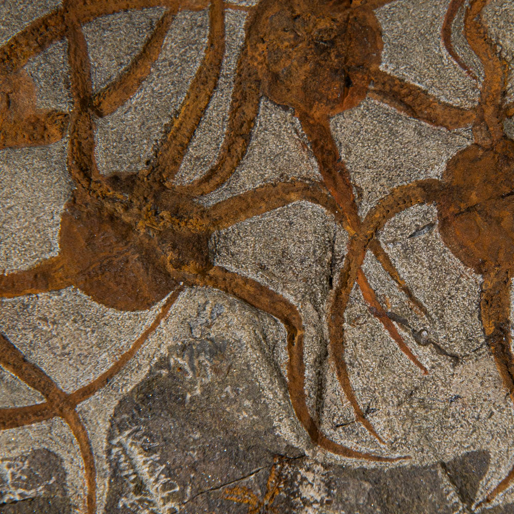 Genuine Ophiuroidea Brittle Star Fossil (4 lbs)