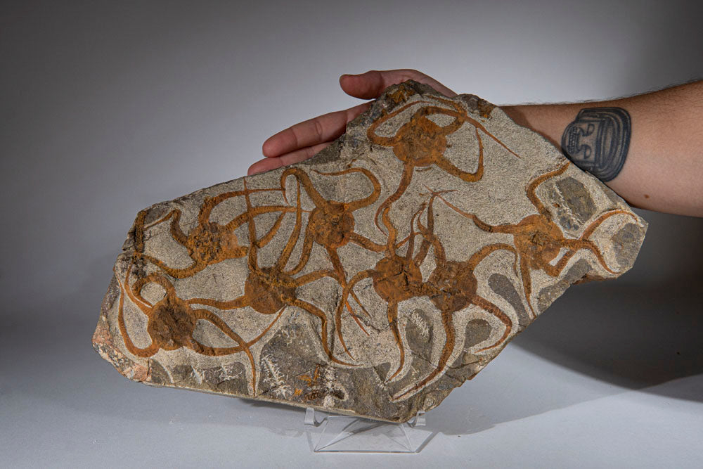 Genuine Ophiuroidea Brittle Star Fossil (4 lbs)