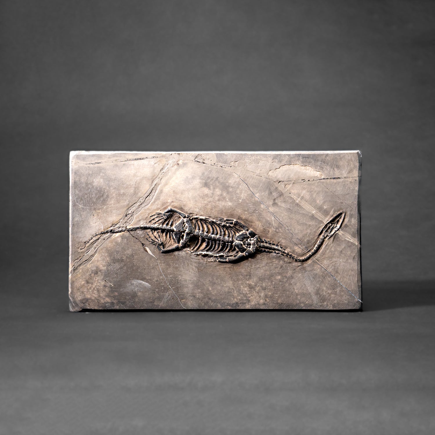 Genuine Fossilized Keichousaurus in Matrix (527.8 grams)