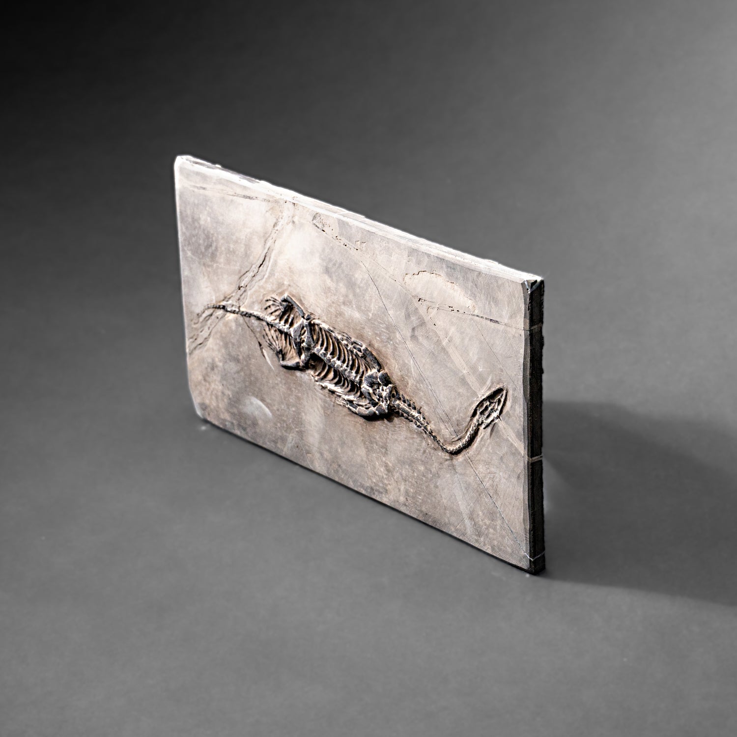 Genuine Fossilized Keichousaurus in Matrix (527.8 grams)