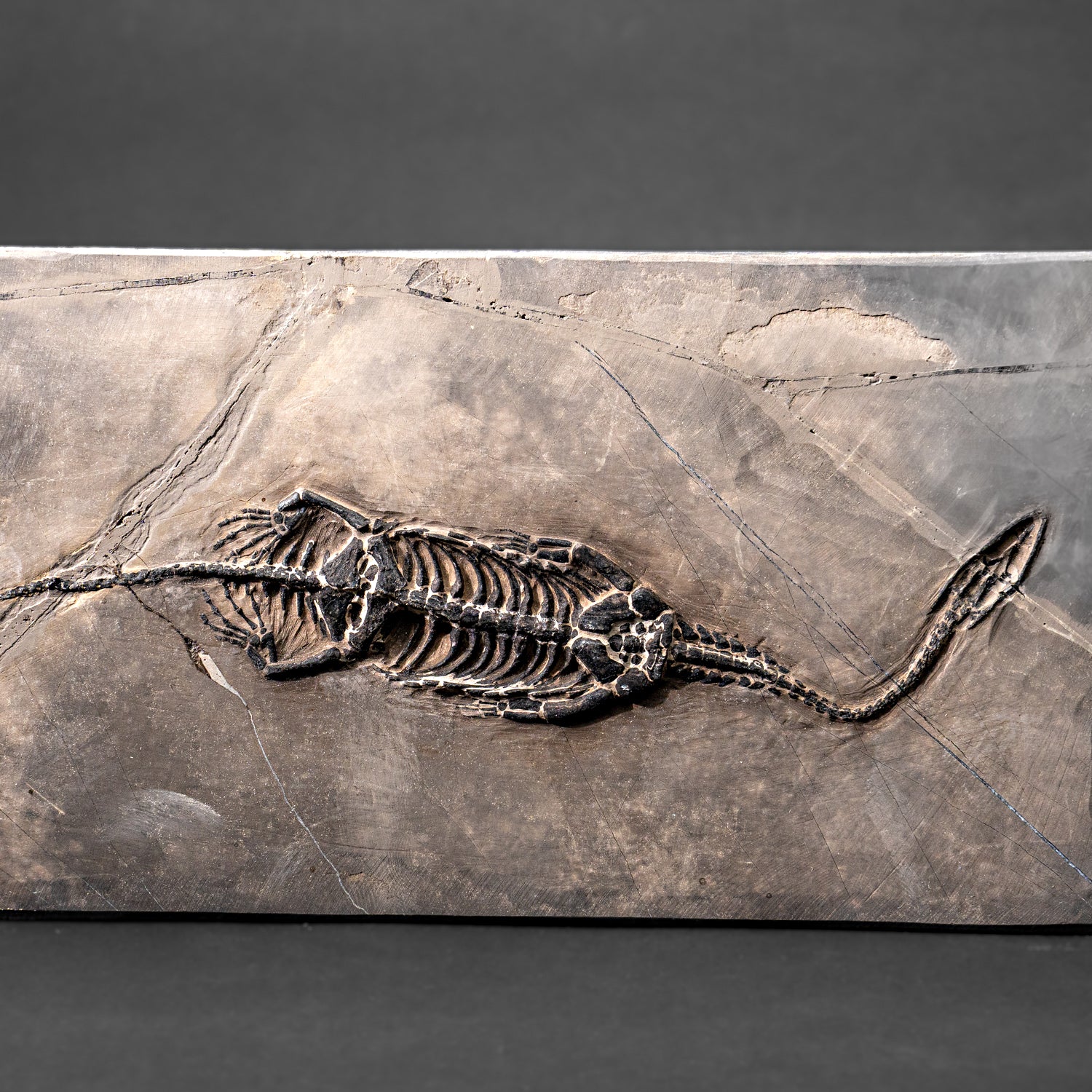 Genuine Fossilized Keichousaurus in Matrix (527.8 grams)