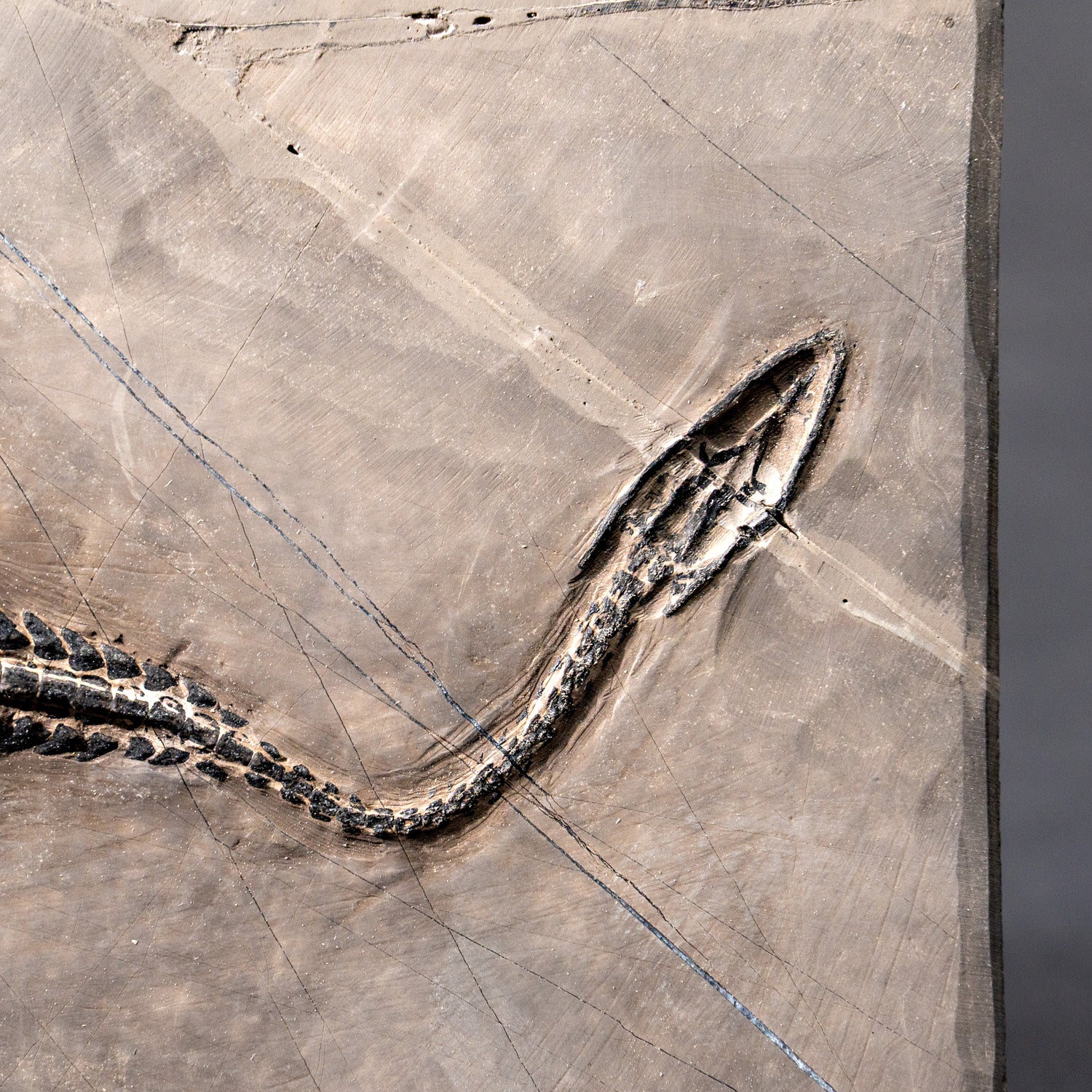 Genuine Fossilized Keichousaurus in Matrix (527.8 grams)