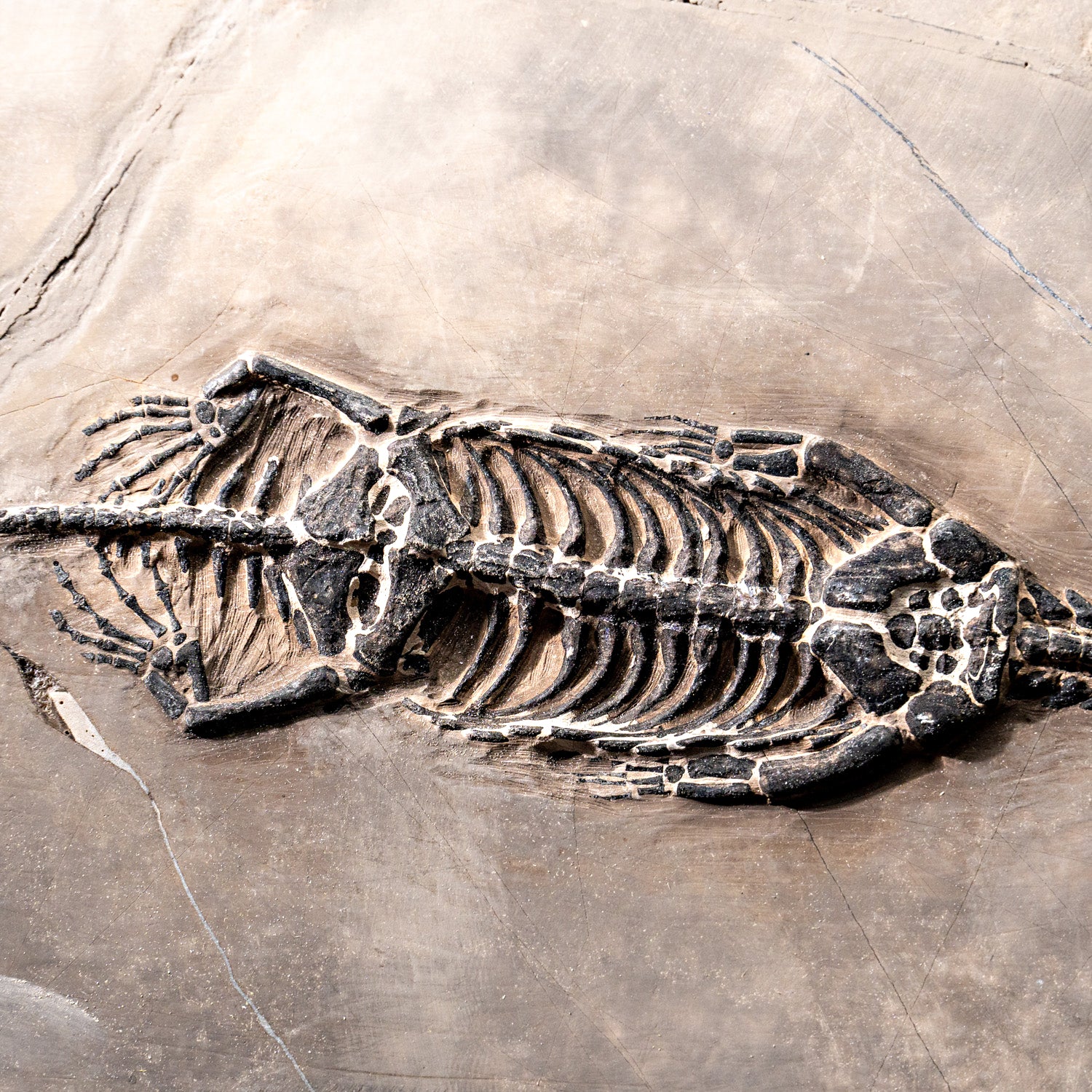 Genuine Fossilized Keichousaurus in Matrix (527.8 grams)