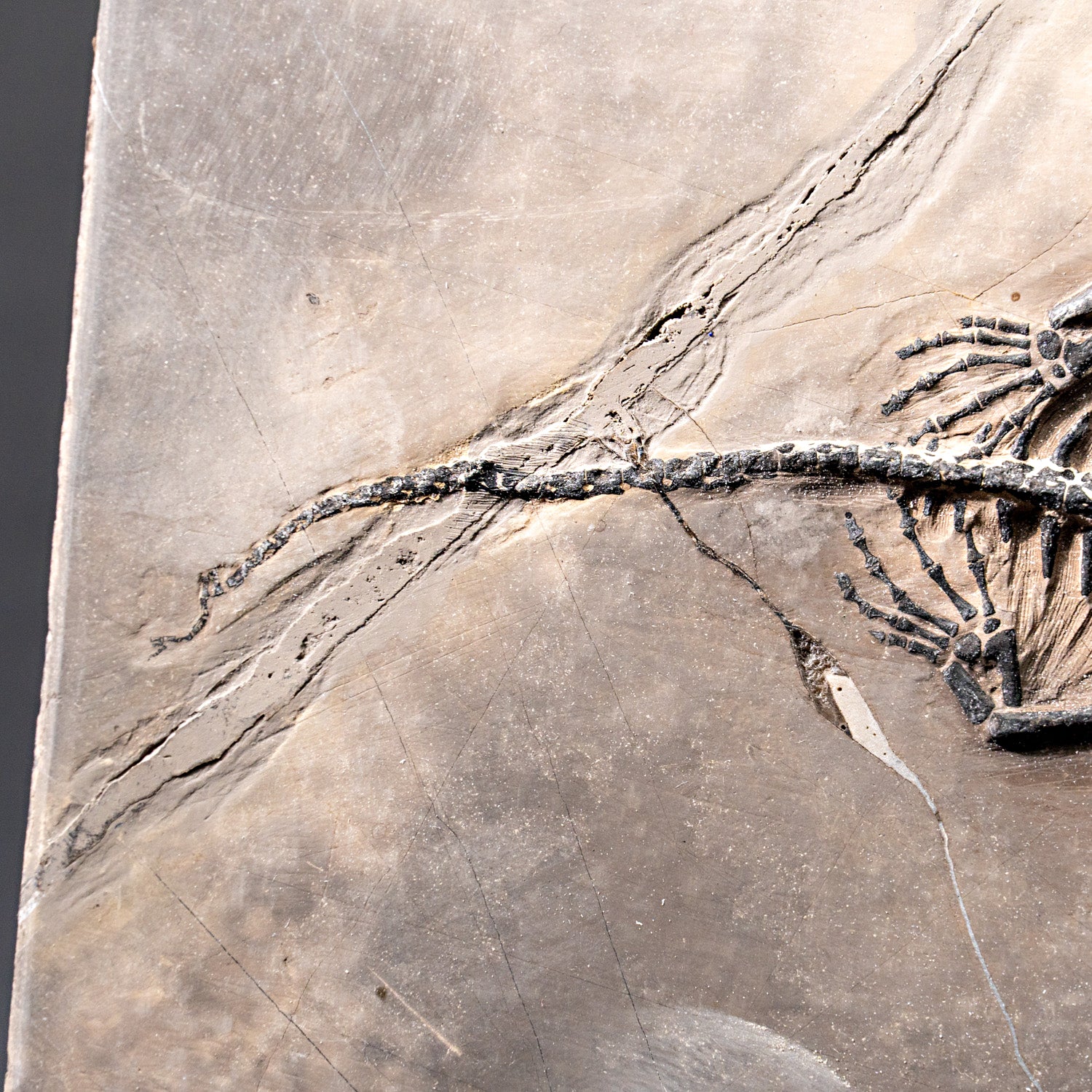 Genuine Fossilized Keichousaurus in Matrix (527.8 grams)