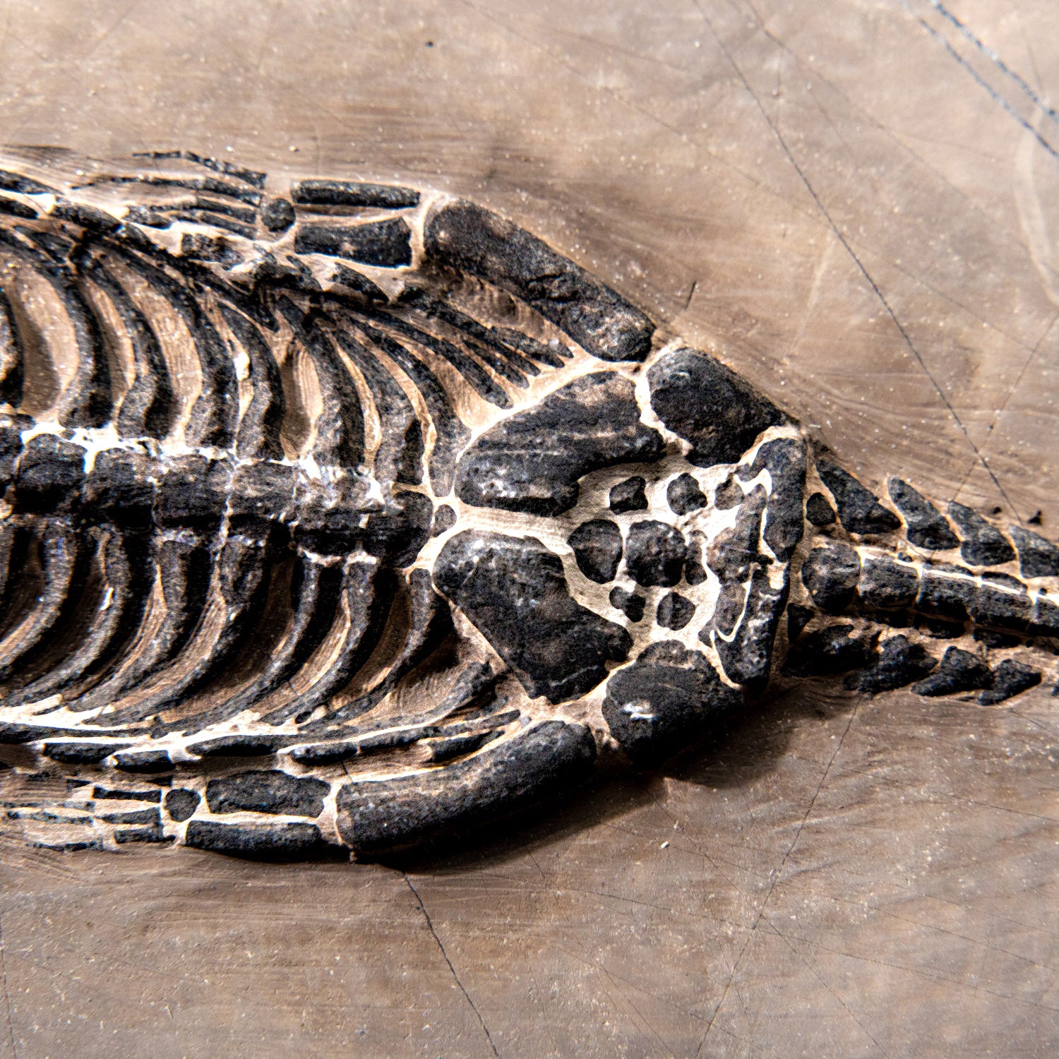 Genuine Fossilized Keichousaurus in Matrix (527.8 grams)