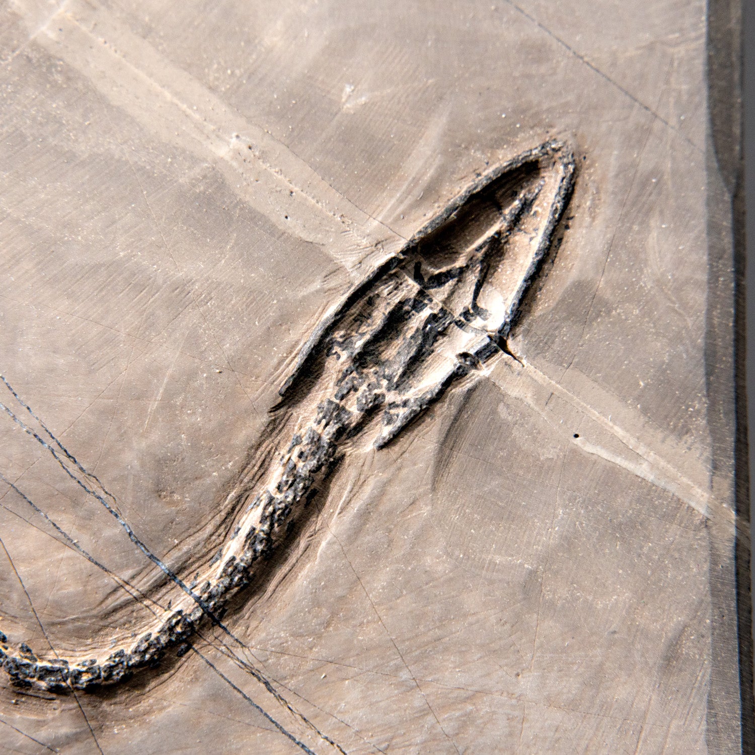 Genuine Fossilized Keichousaurus in Matrix (527.8 grams)