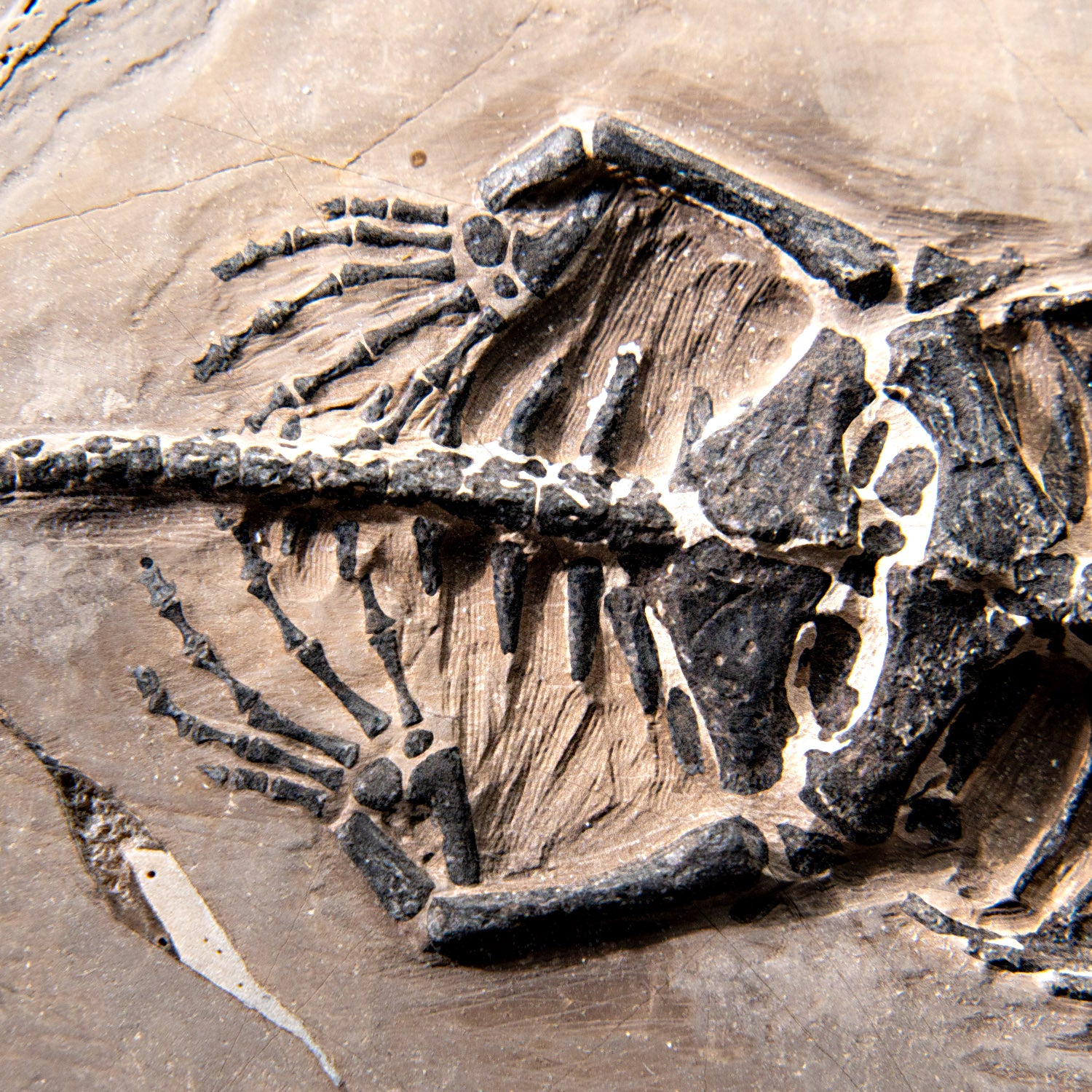 Genuine Fossilized Keichousaurus in Matrix (527.8 grams)