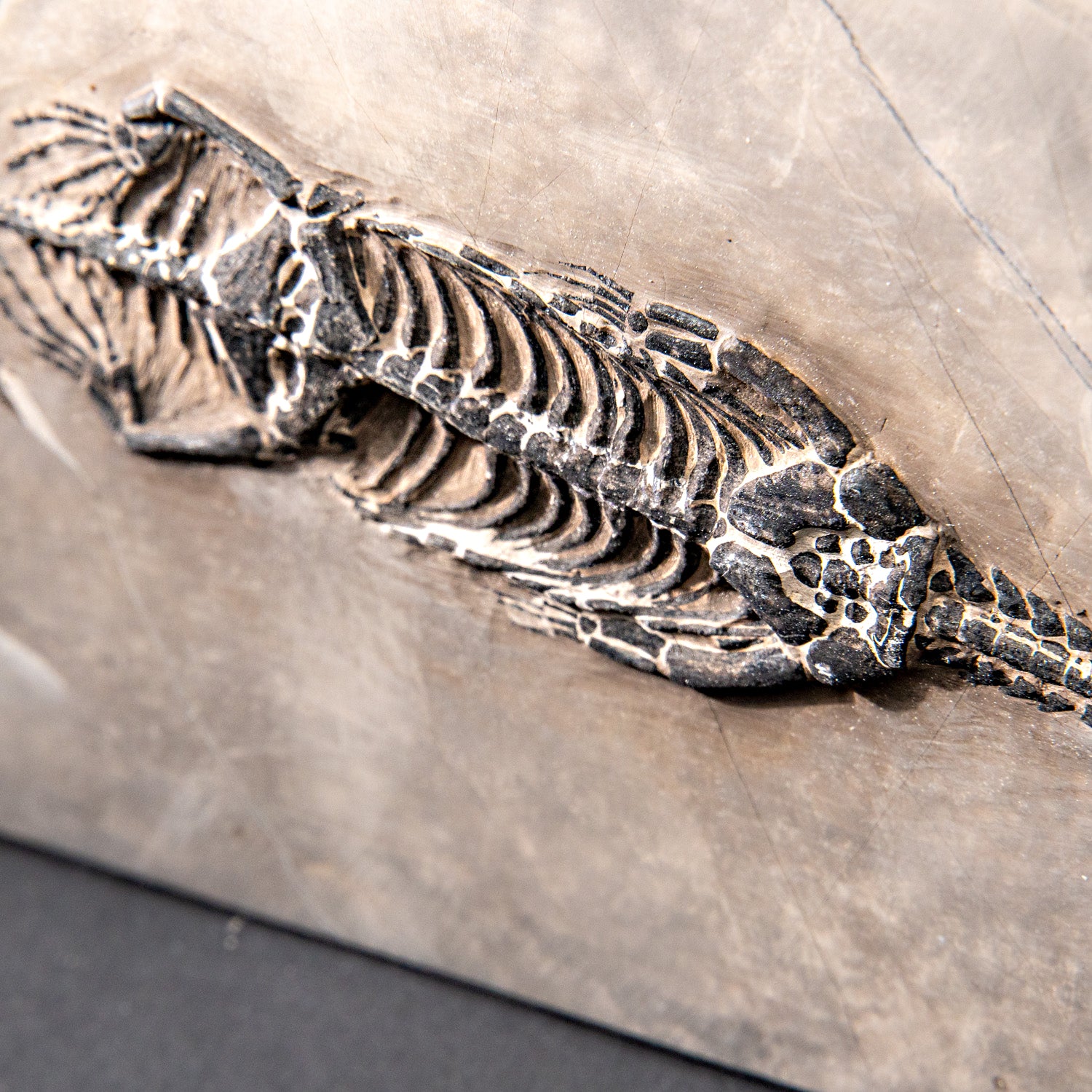 Genuine Fossilized Keichousaurus in Matrix (527.8 grams)