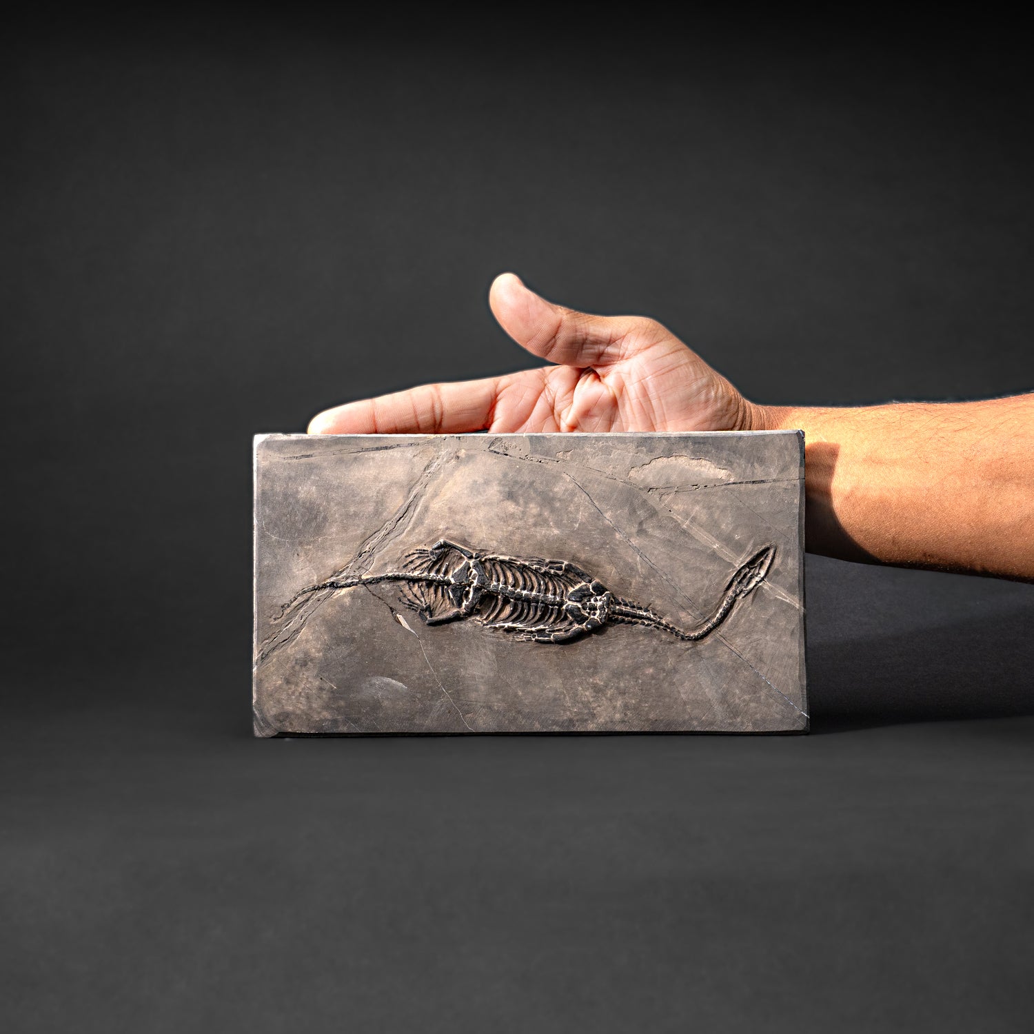 Genuine Fossilized Keichousaurus in Matrix (527.8 grams)