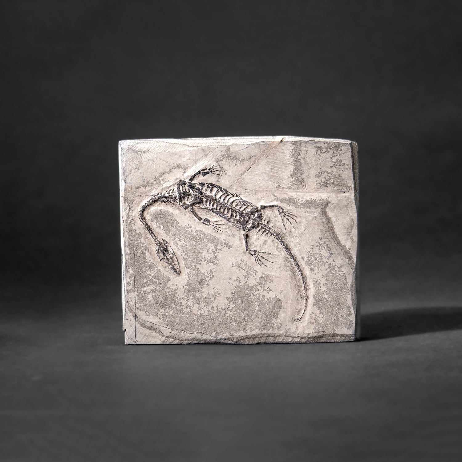 Genuine Fossilized Keichousaurus in Matrix (212.3 grams)