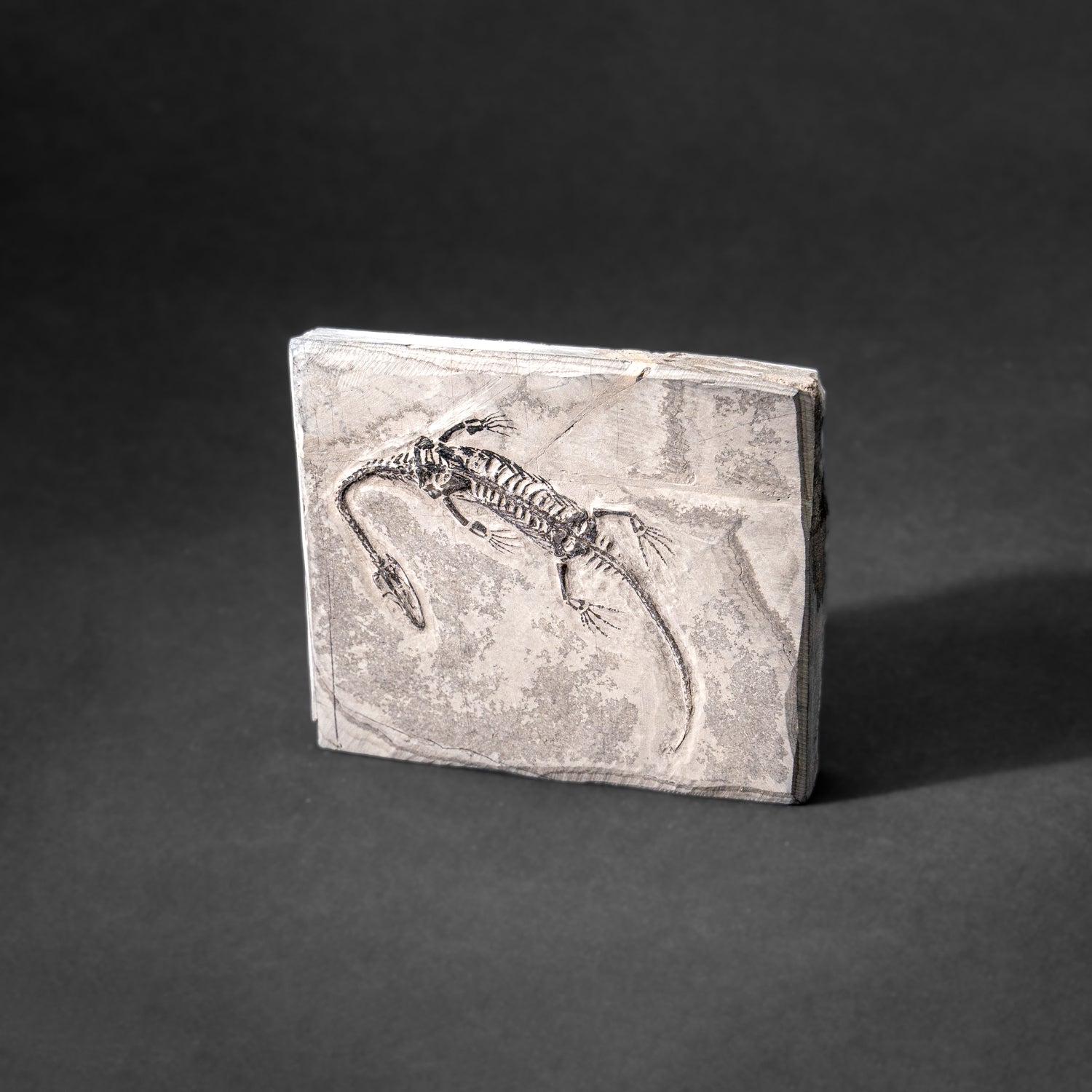 Genuine Fossilized Keichousaurus in Matrix (212.3 grams)