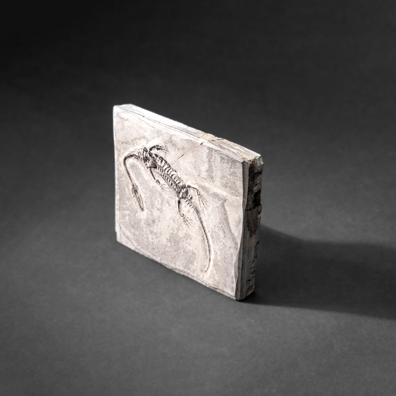 Genuine Fossilized Keichousaurus in Matrix (212.3 grams)