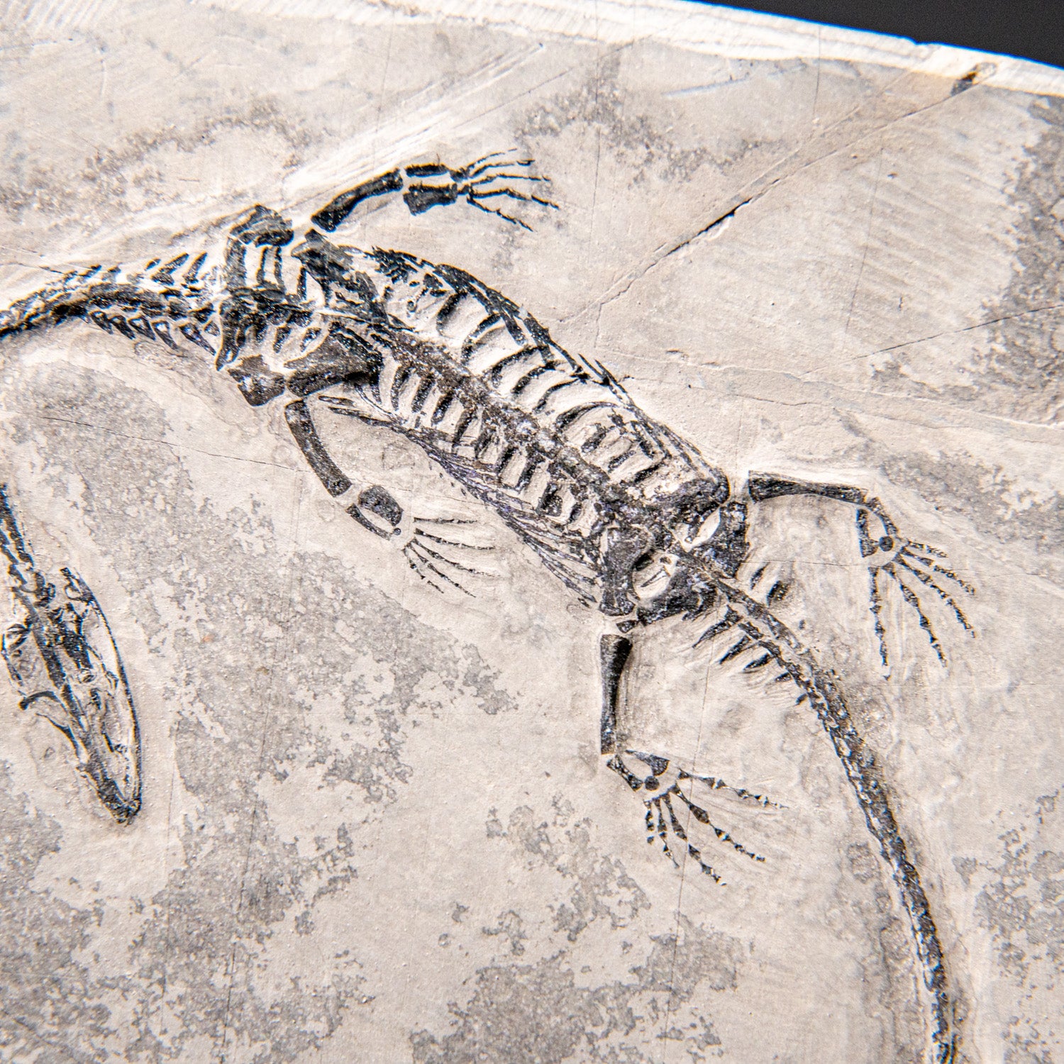 Genuine Fossilized Keichousaurus in Matrix (212.3 grams)