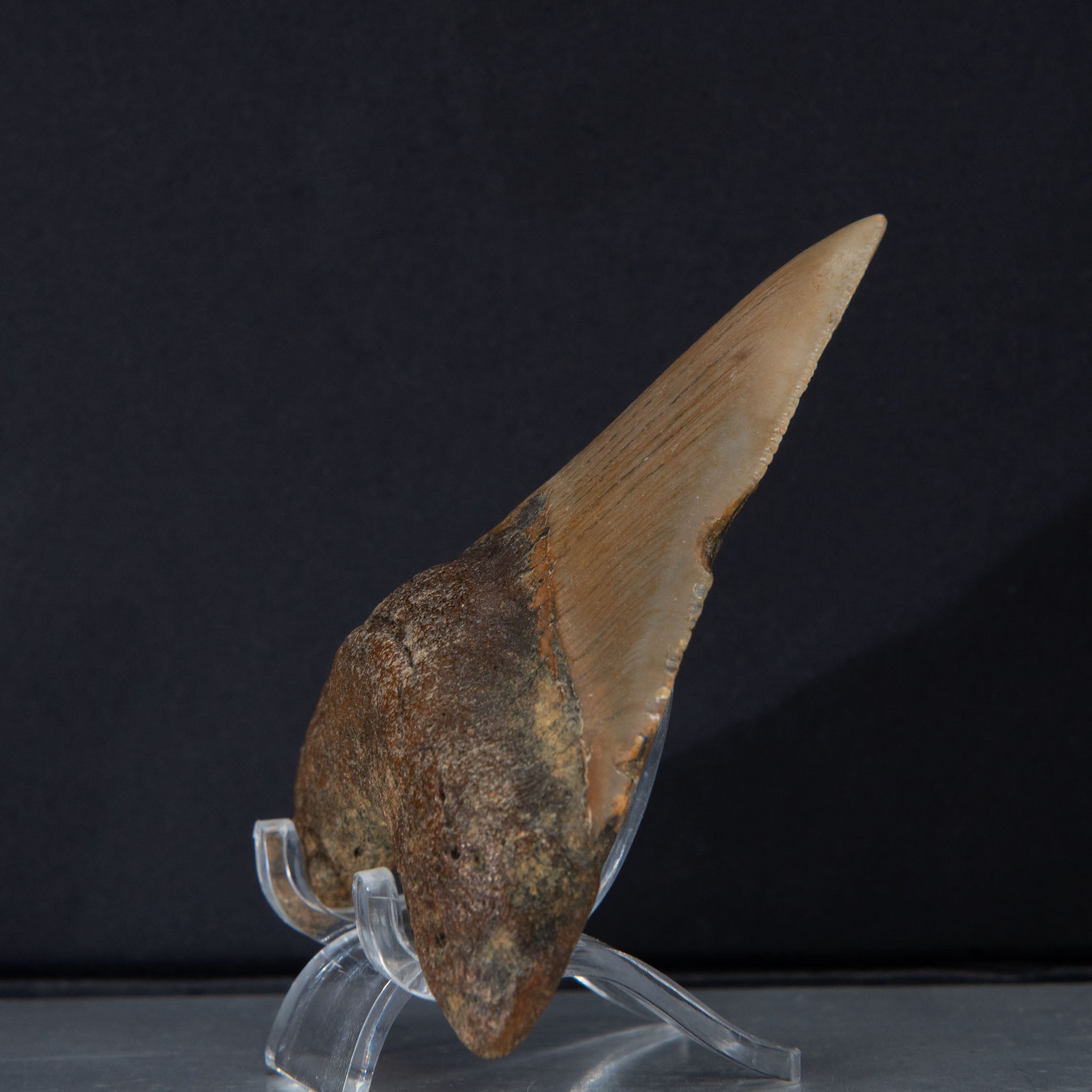 Genuine Prehistoric Megalodon Fossil Tooth (52.5 grams)
