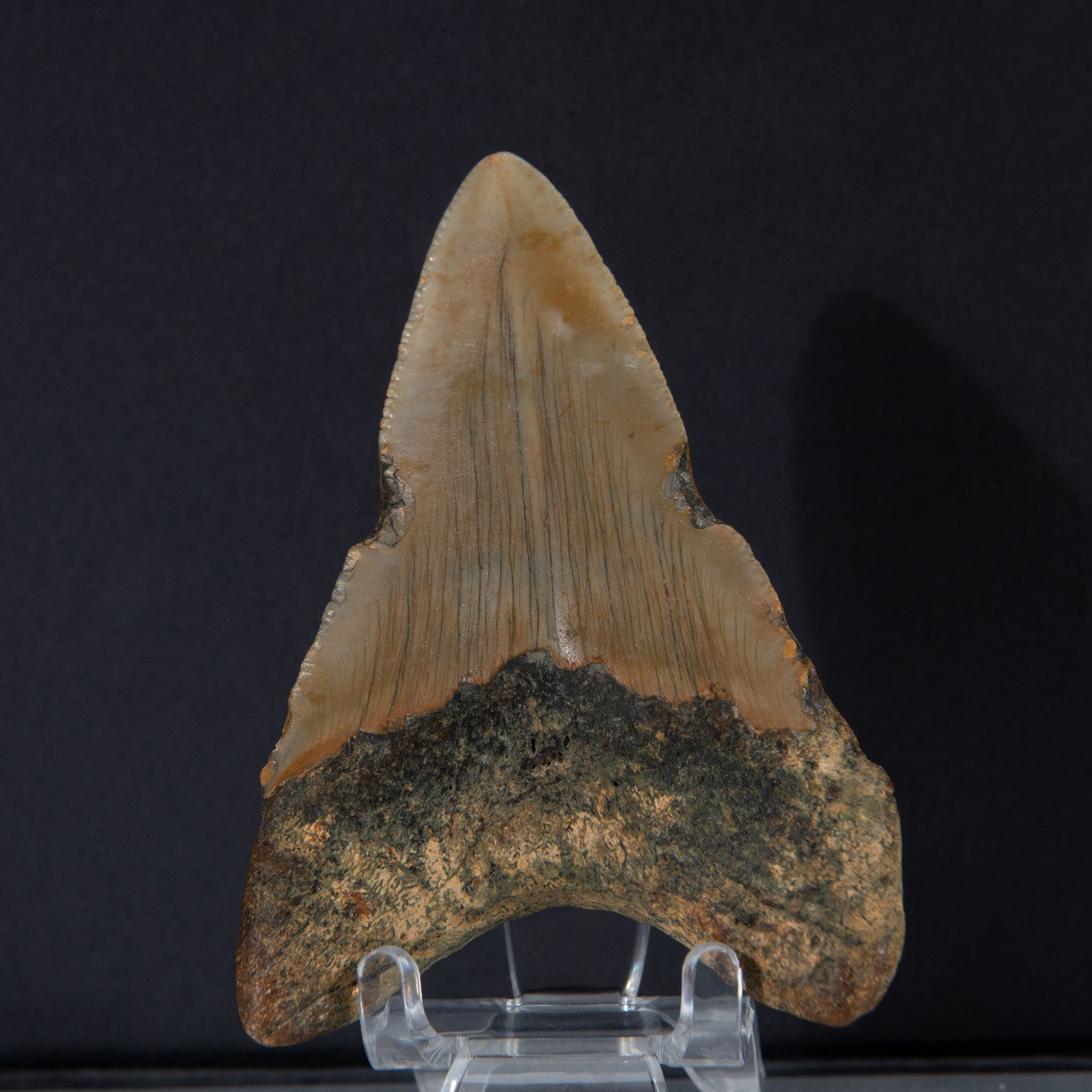 Genuine Prehistoric Megalodon Fossil Tooth (52.5 grams)
