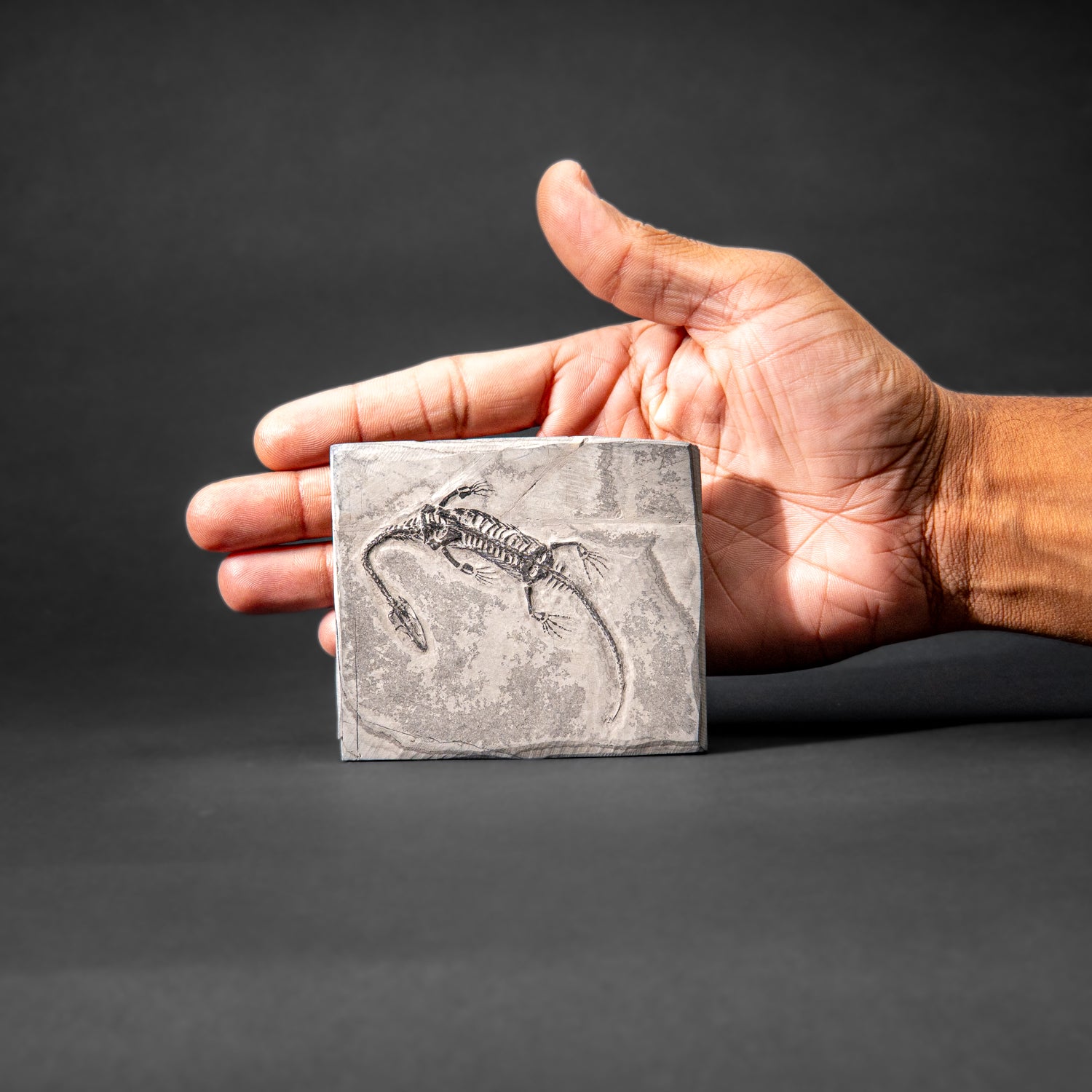 Genuine Fossilized Keichousaurus in Matrix (212.3 grams)