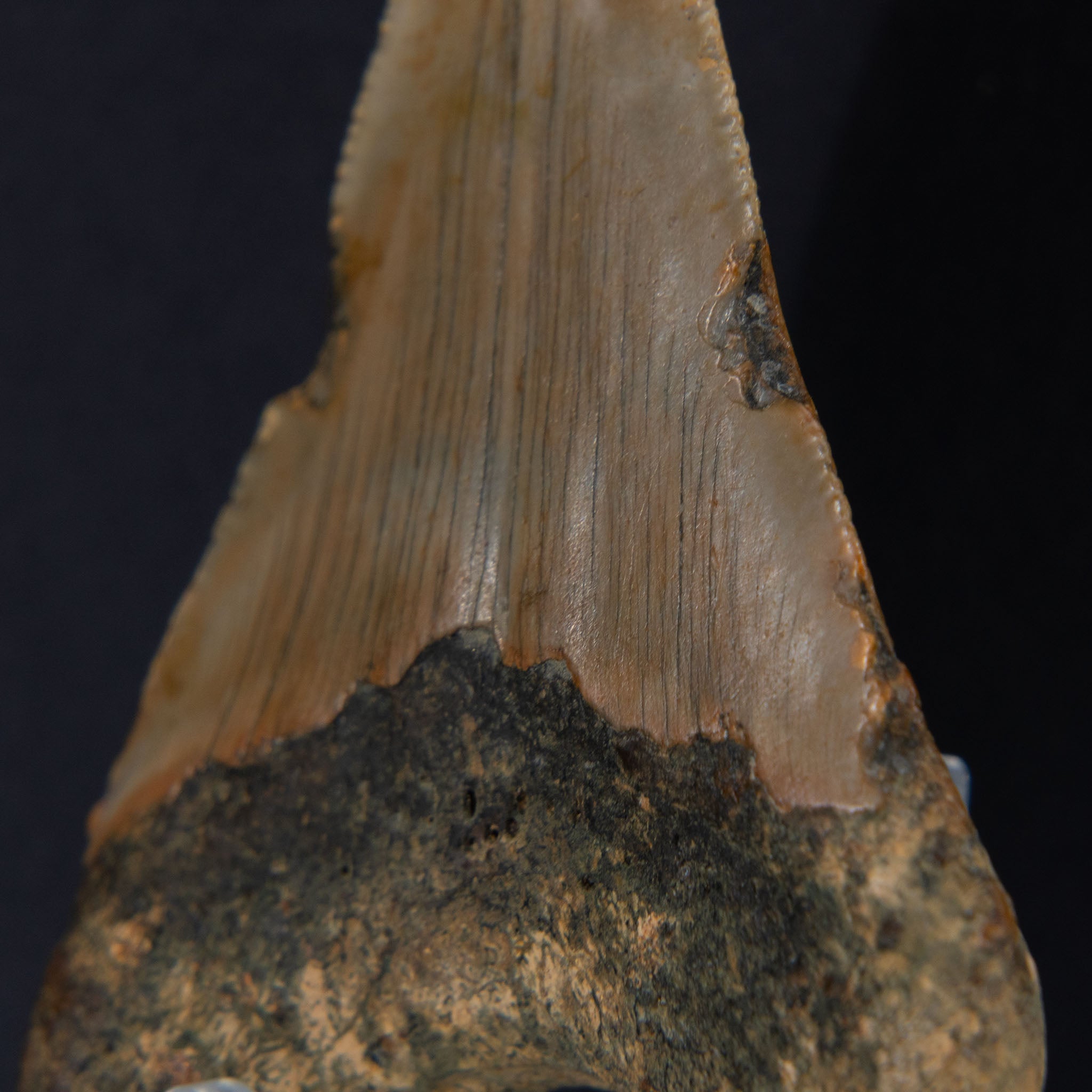 Genuine Prehistoric Megalodon Fossil Tooth (52.5 grams)