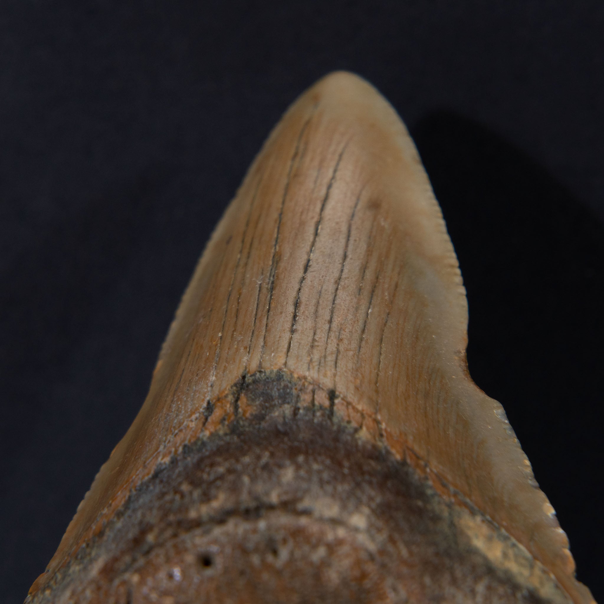 Genuine Prehistoric Megalodon Fossil Tooth (52.5 grams)