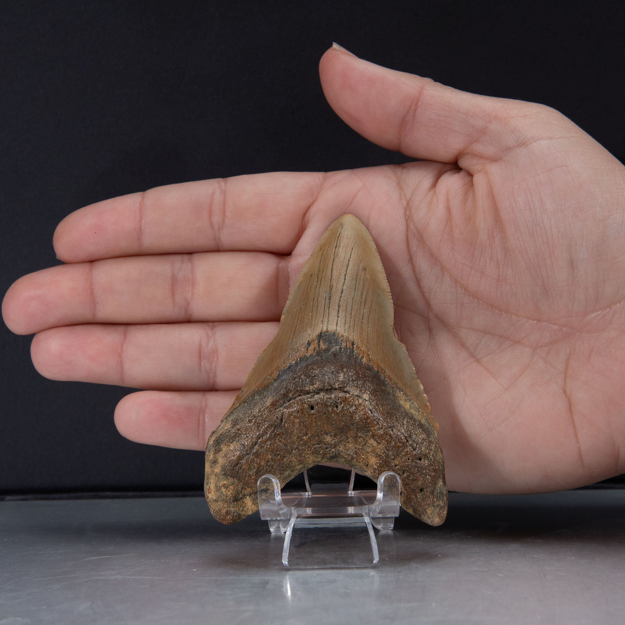 Genuine Prehistoric Megalodon Fossil Tooth (52.5 grams)