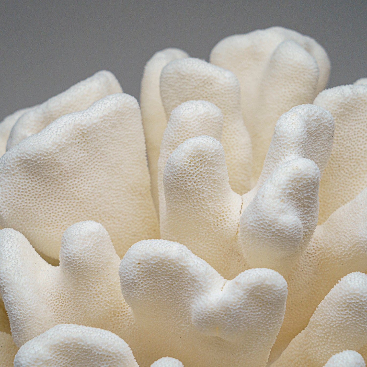 Genuine White Cat's Paw Coral (12 lbs)