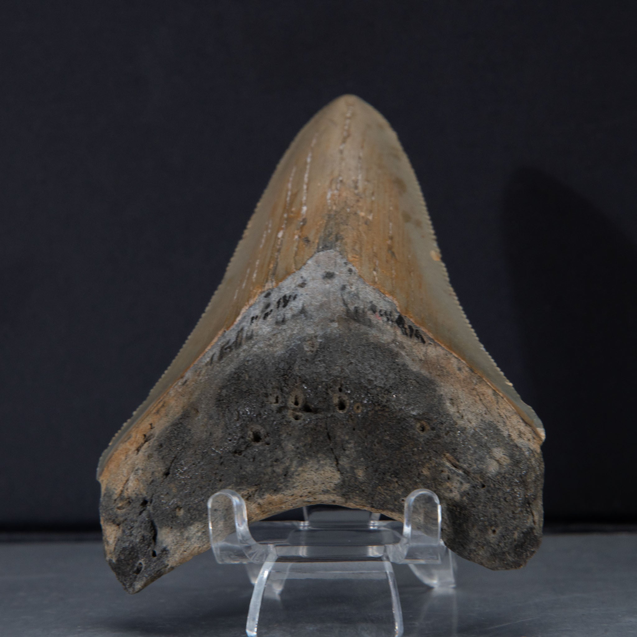 Genuine Prehistoric Megalodon Fossil Tooth (56.4 grams)