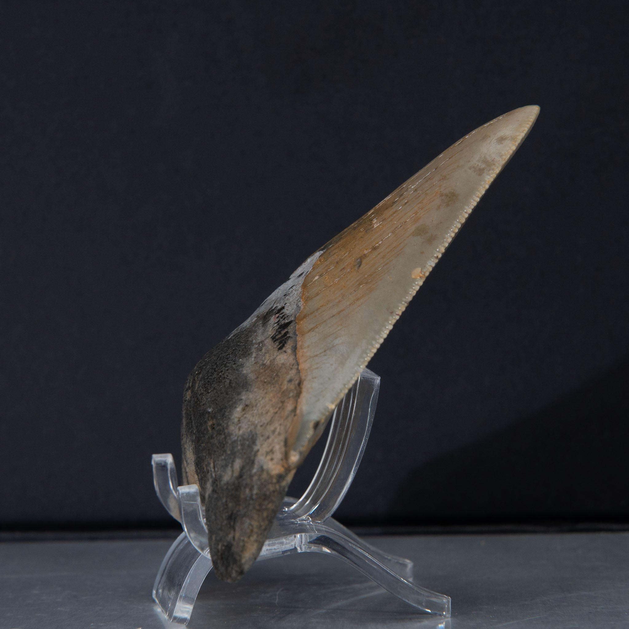 Genuine Prehistoric Megalodon Fossil Tooth (56.4 grams)