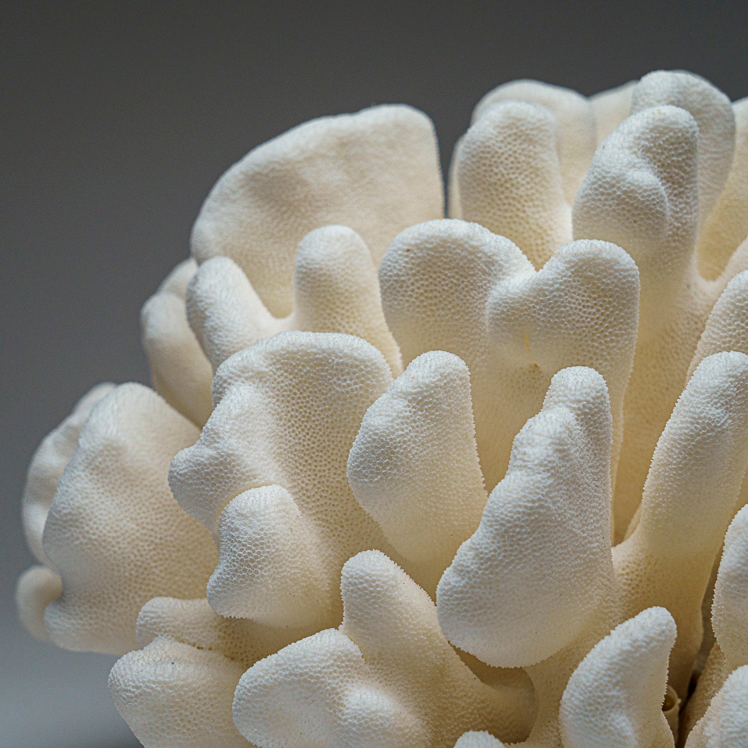 Genuine White Cat's Paw Coral (12 lbs)