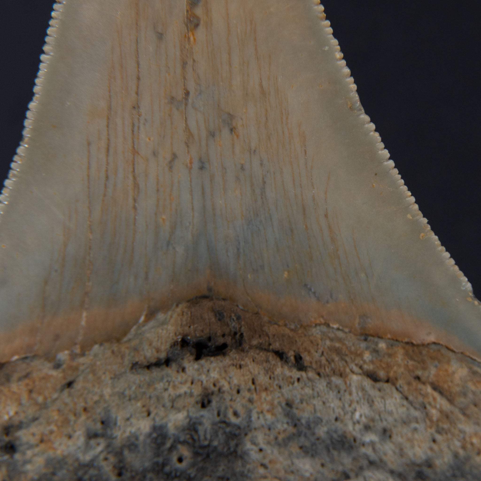 Genuine Prehistoric Megalodon Fossil Tooth (56.4 grams)