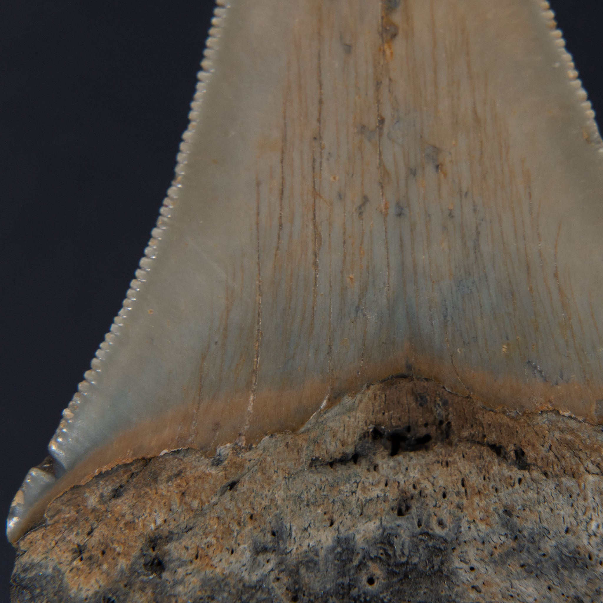Genuine Prehistoric Megalodon Fossil Tooth (56.4 grams)