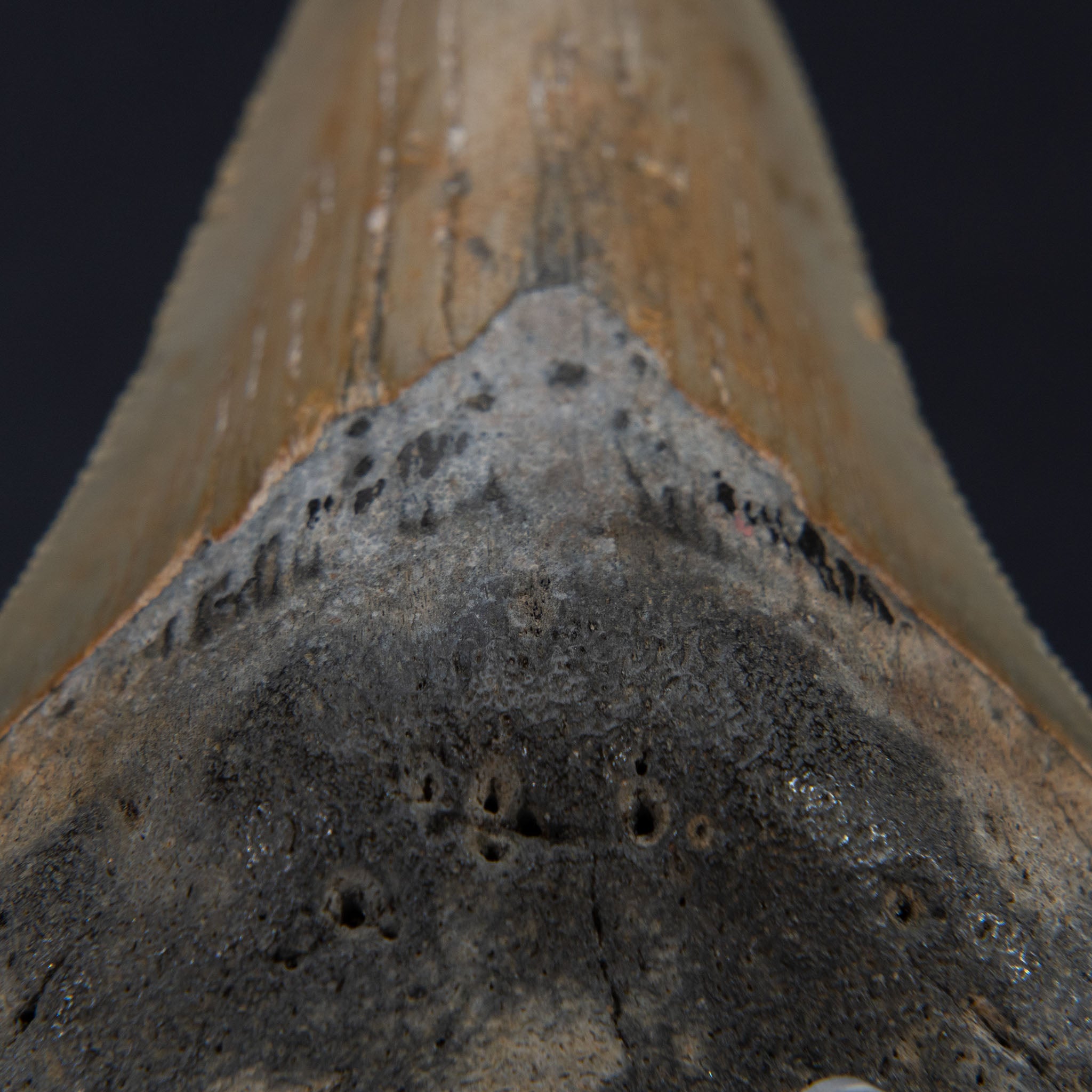 Genuine Prehistoric Megalodon Fossil Tooth (56.4 grams)