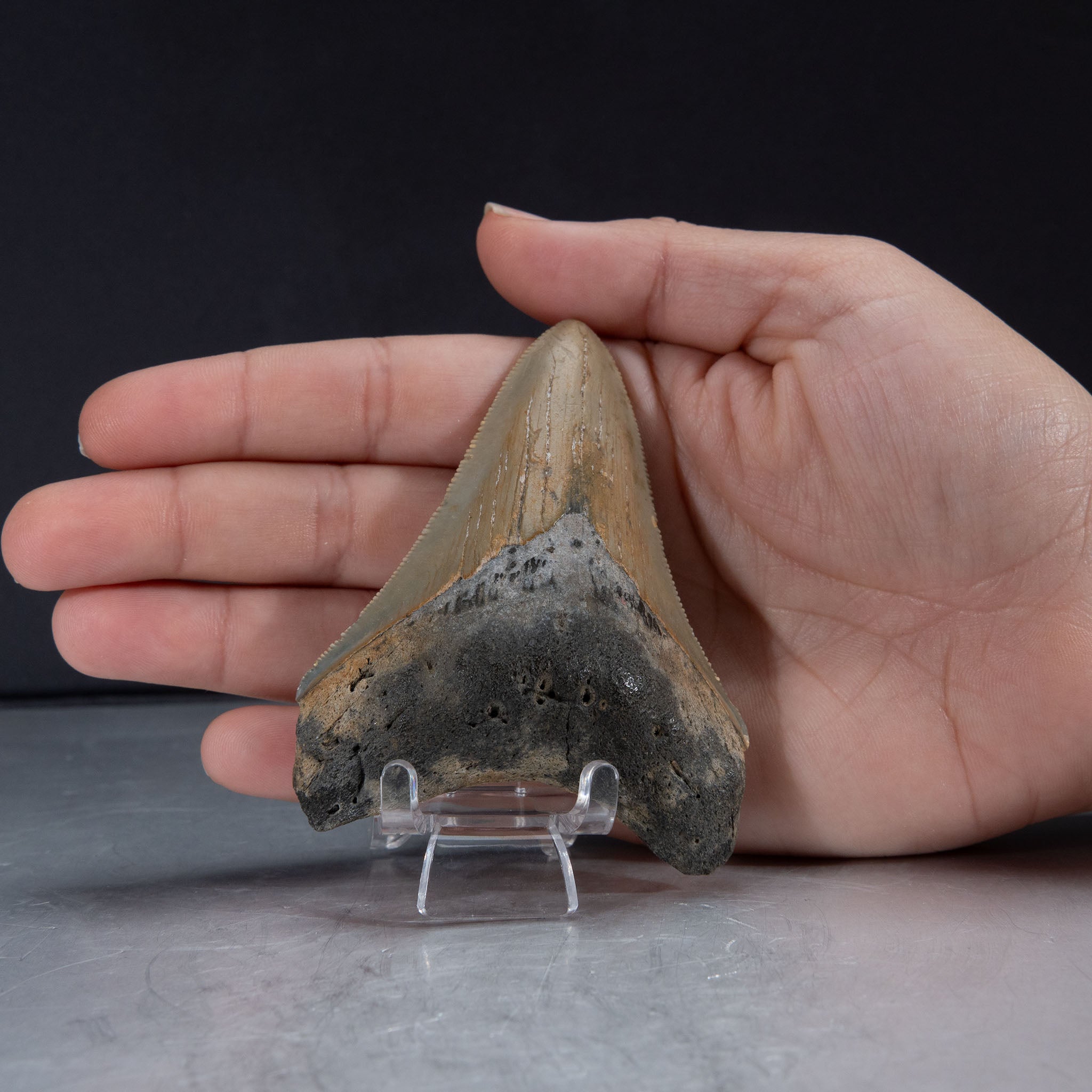 Genuine Prehistoric Megalodon Fossil Tooth (56.4 grams)