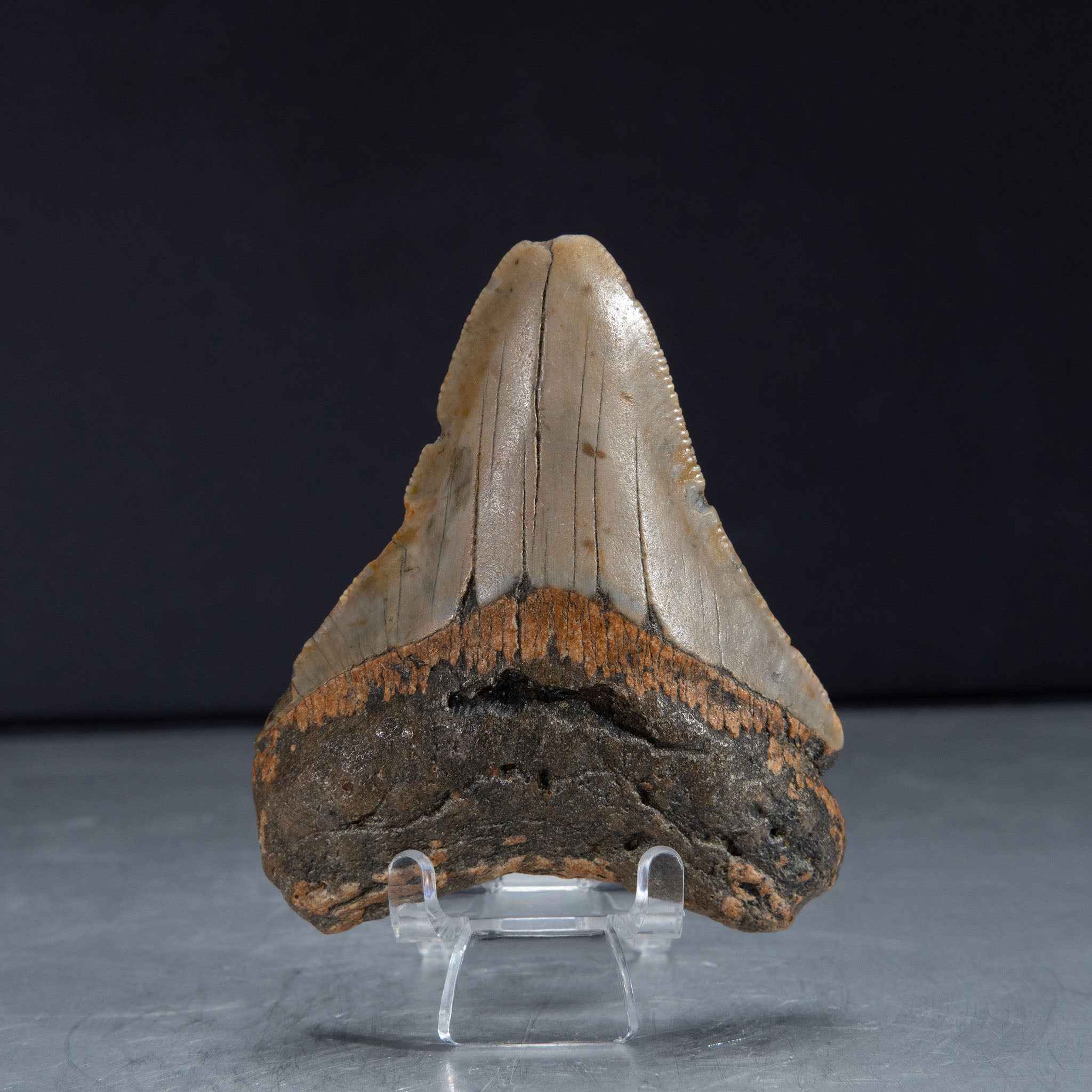 Genuine Prehistoric Megalodon Fossil Tooth (62 grams)