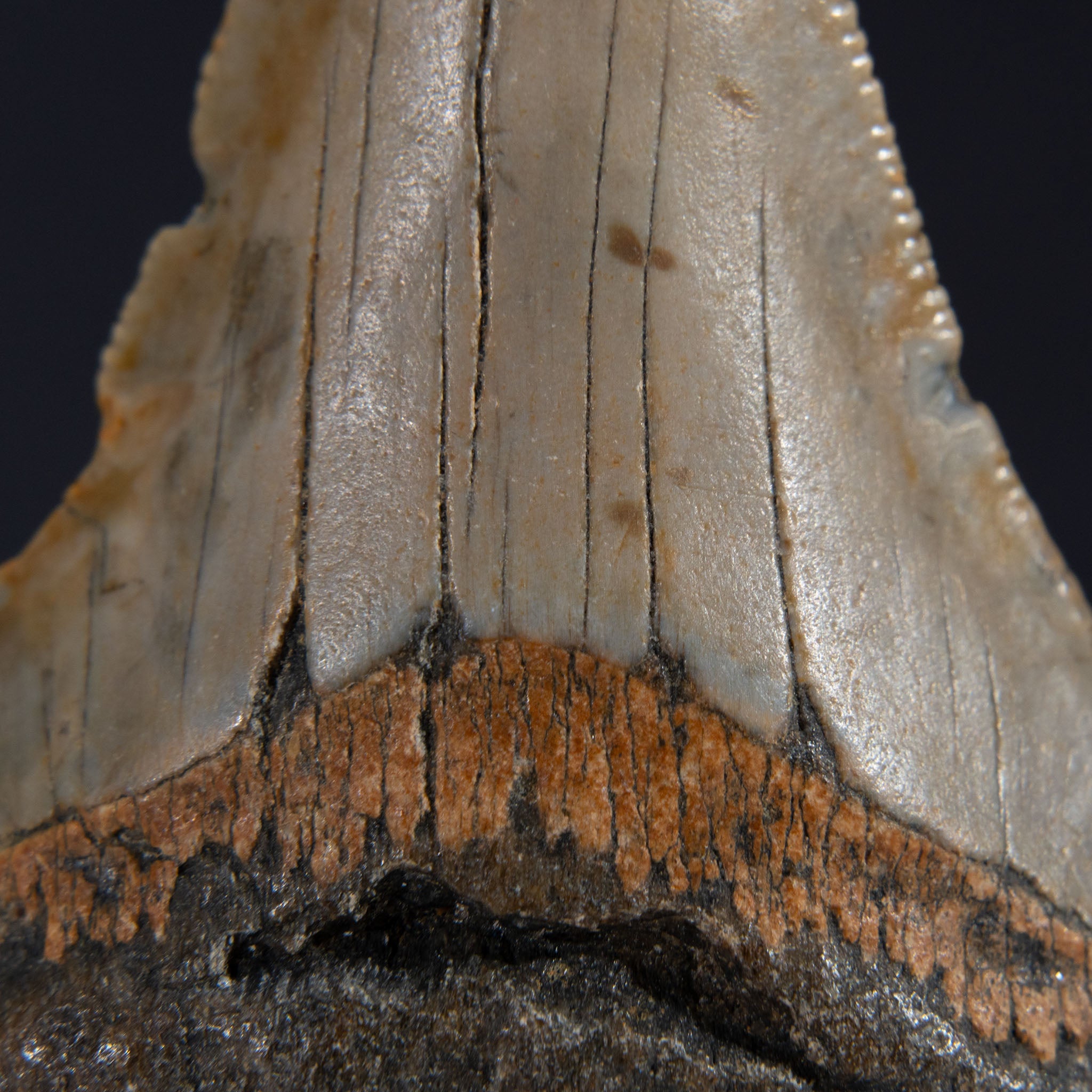 Genuine Prehistoric Megalodon Fossil Tooth (62 grams)