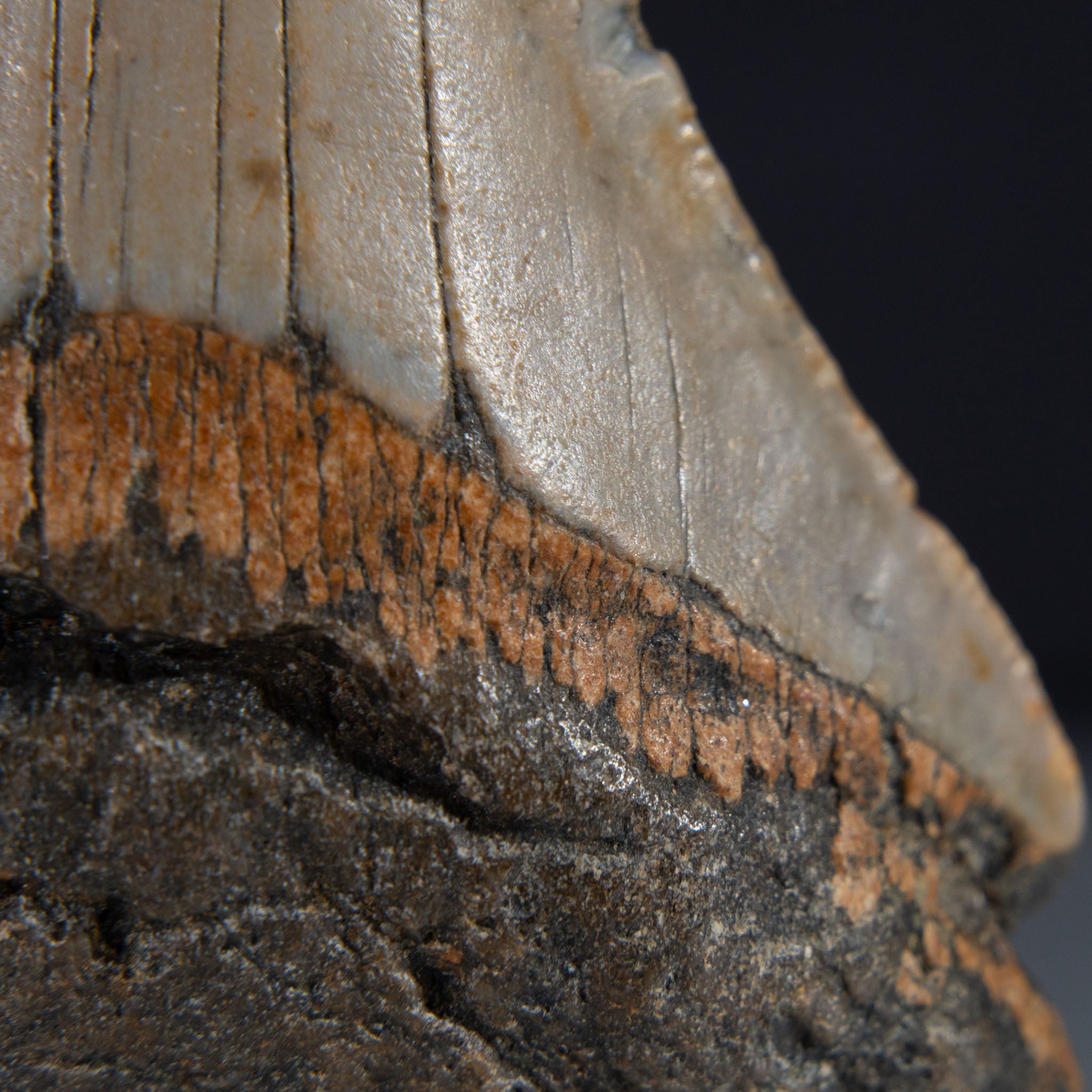 Genuine Prehistoric Megalodon Fossil Tooth (62 grams)
