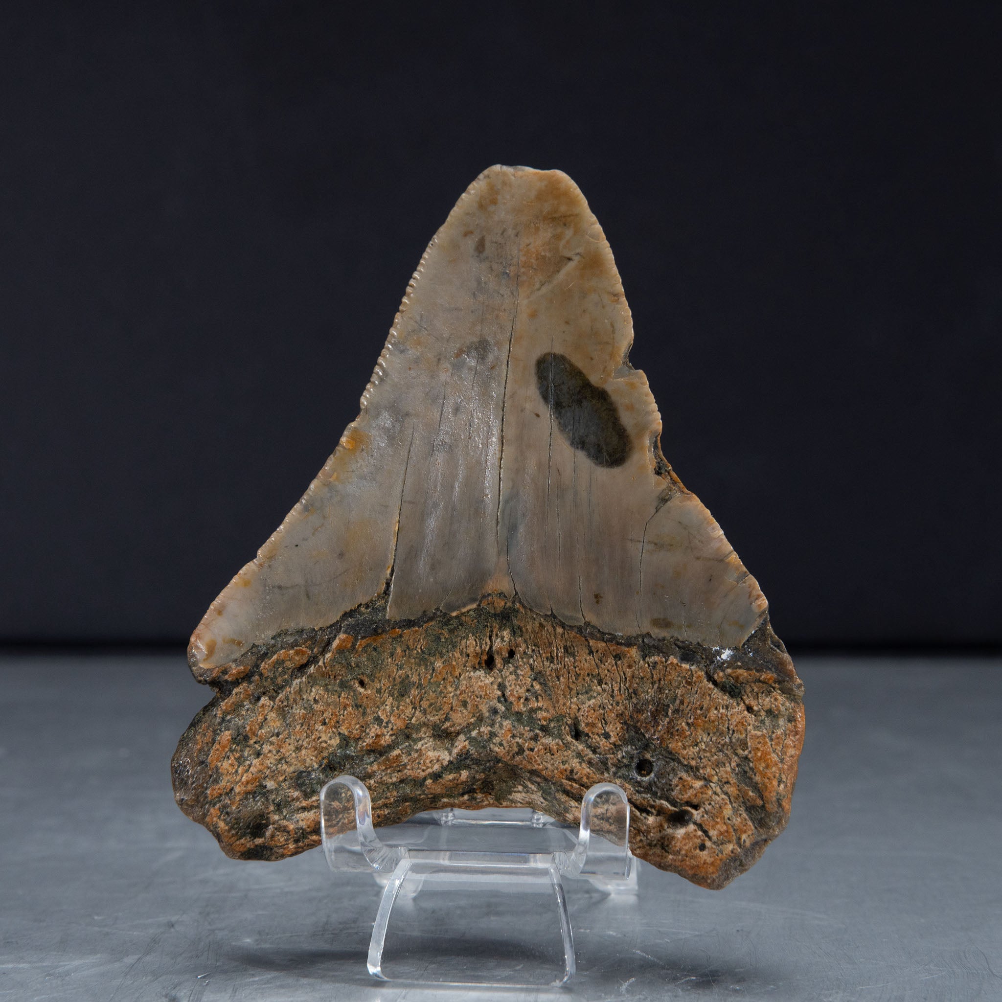 Genuine Prehistoric Megalodon Fossil Tooth (62 grams)