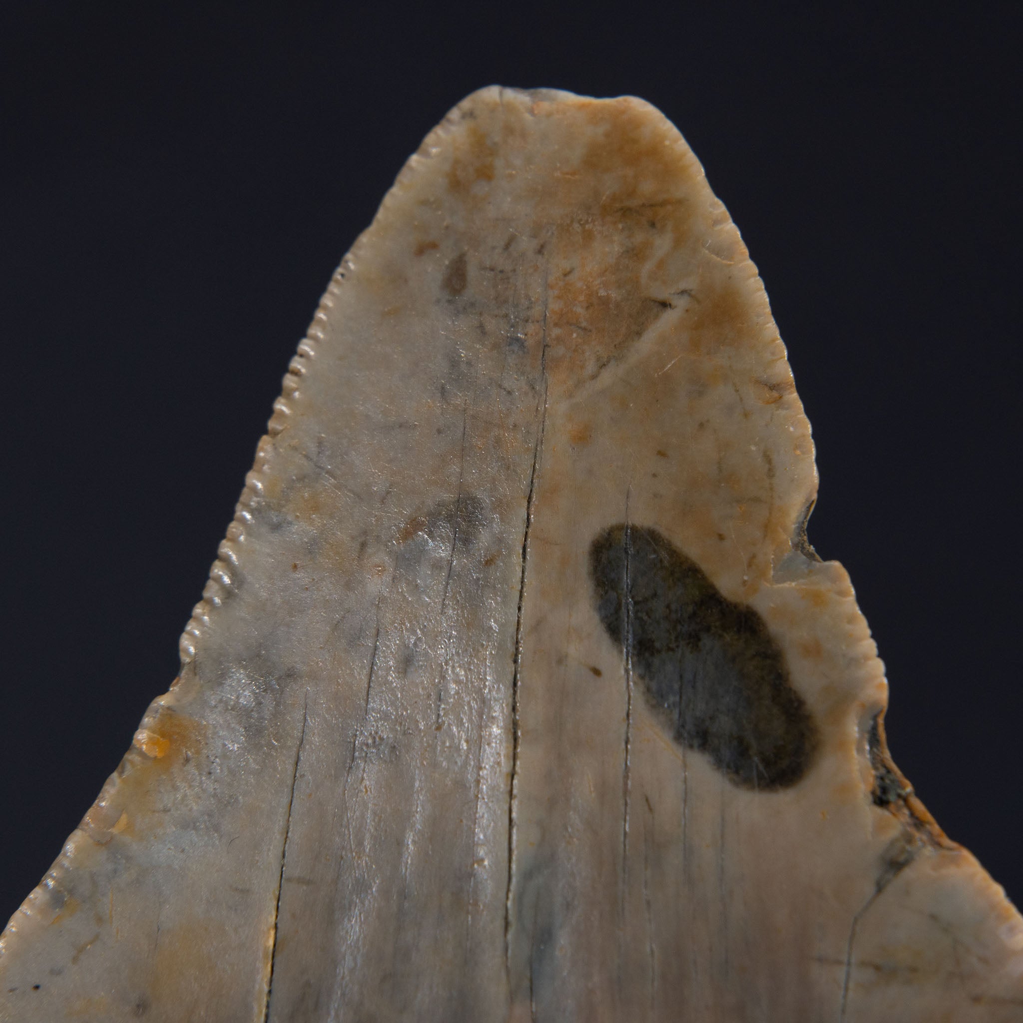 Genuine Prehistoric Megalodon Fossil Tooth (62 grams)