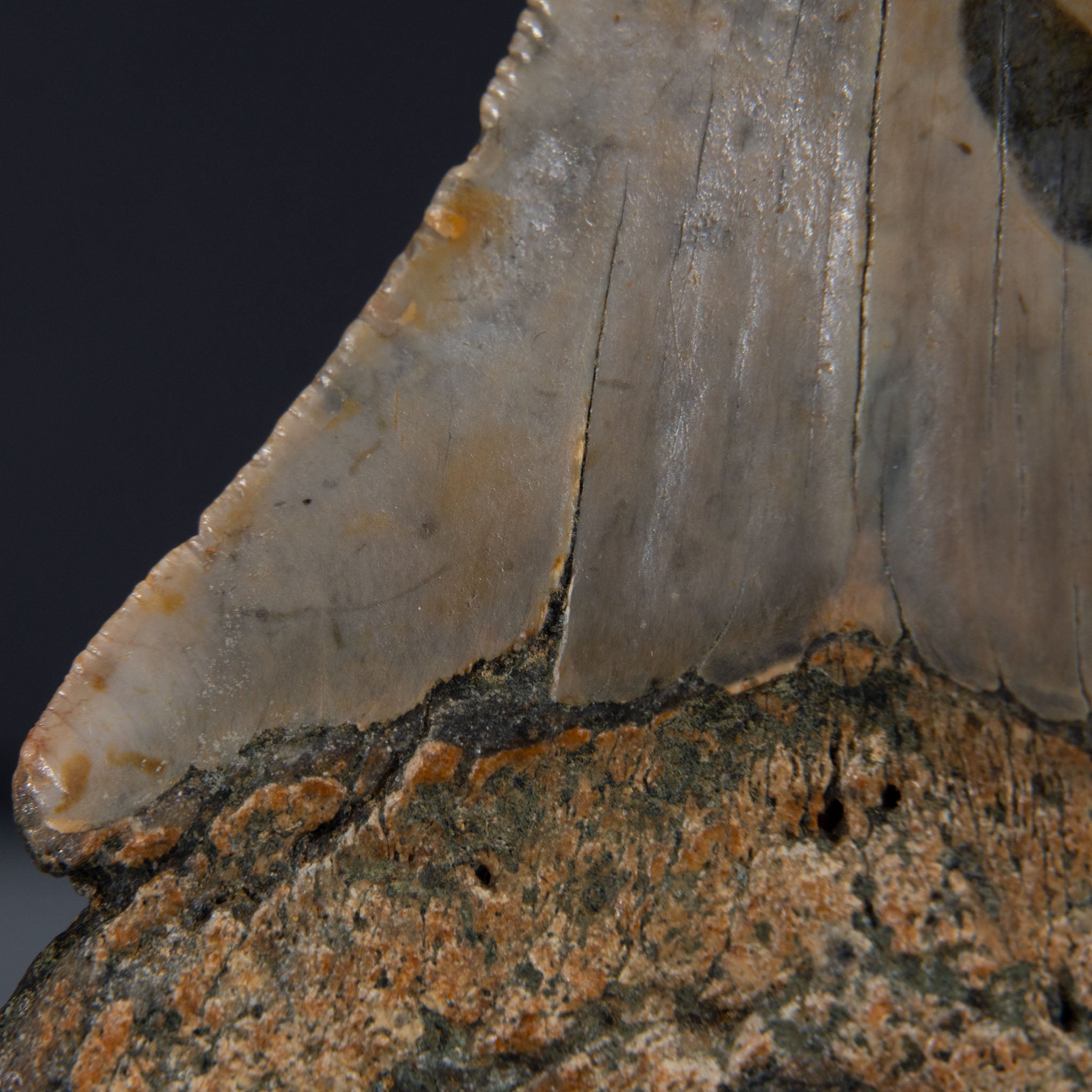 Genuine Prehistoric Megalodon Fossil Tooth (62 grams)