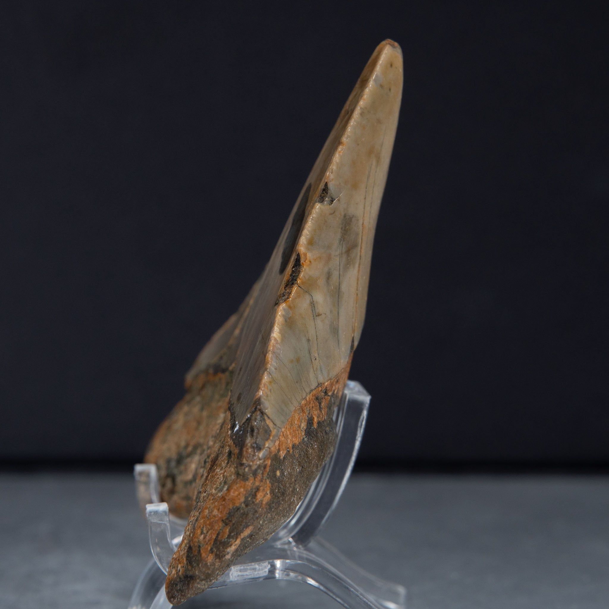 Genuine Prehistoric Megalodon Fossil Tooth (62 grams)