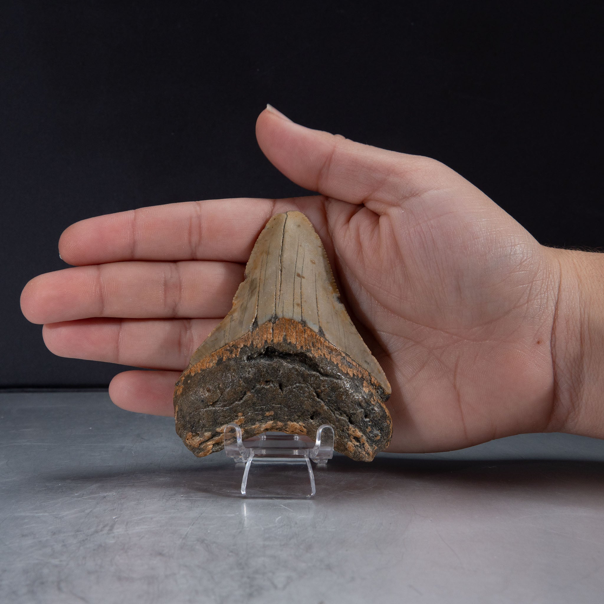 Genuine Prehistoric Megalodon Fossil Tooth (62 grams)