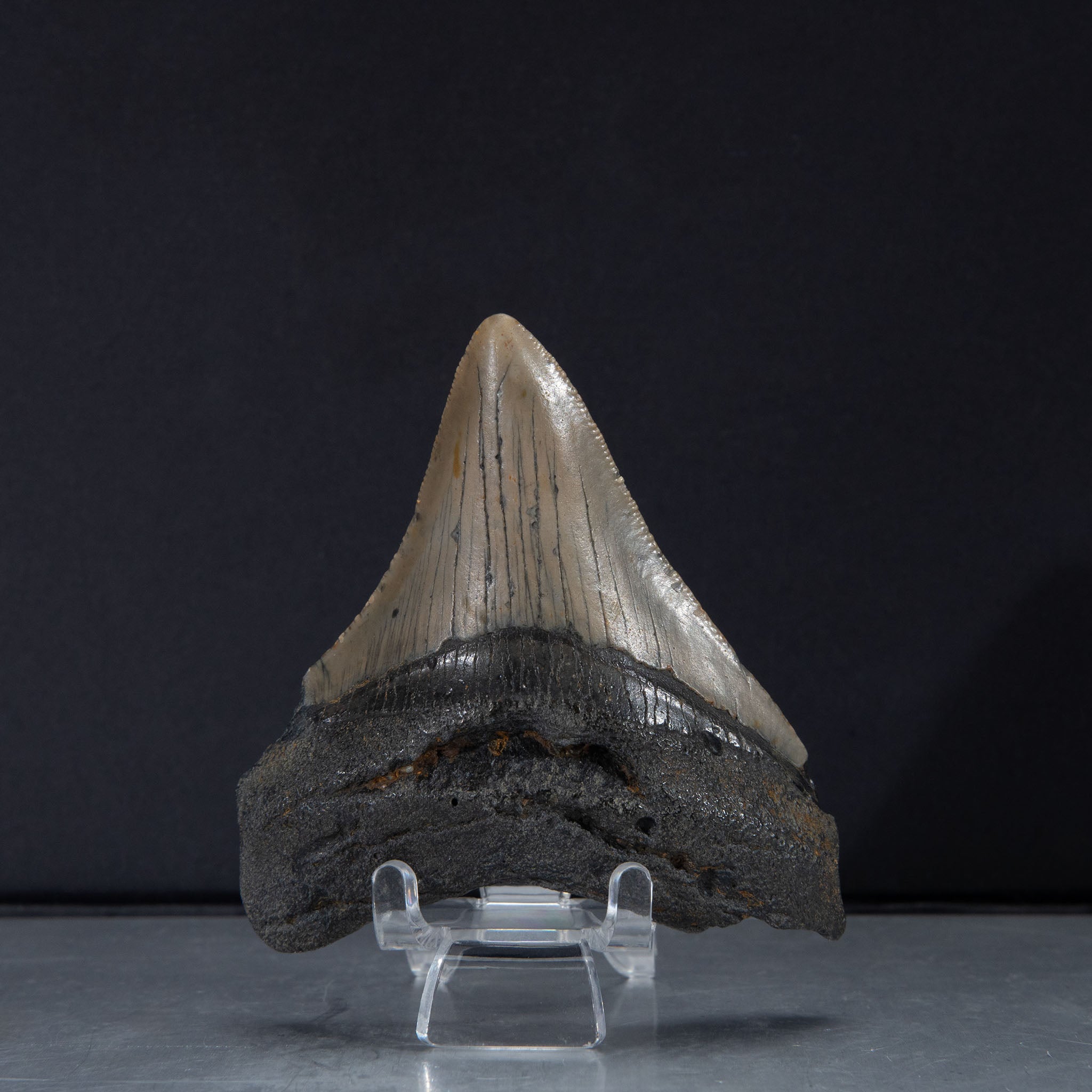 Genuine Prehistoric Megalodon Fossil Tooth (65.2 grams)