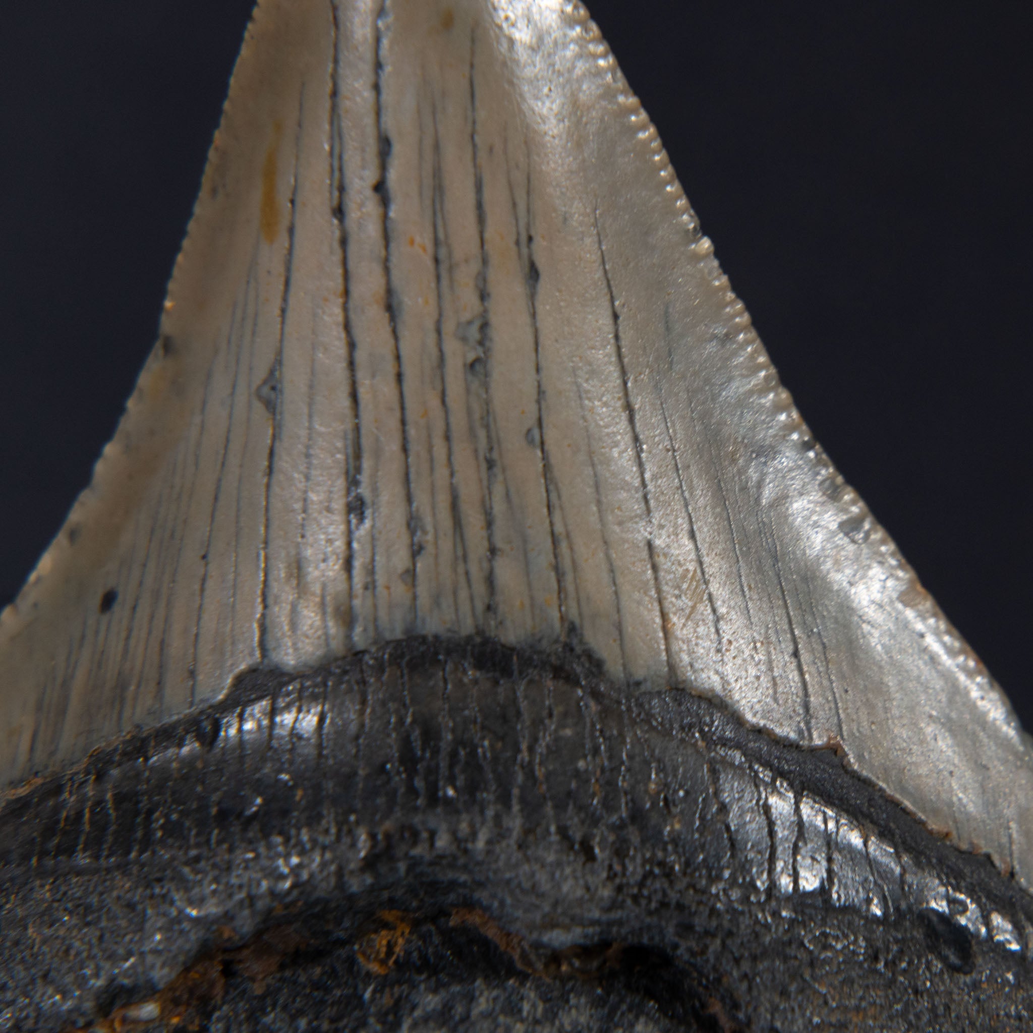 Genuine Prehistoric Megalodon Fossil Tooth (65.2 grams)