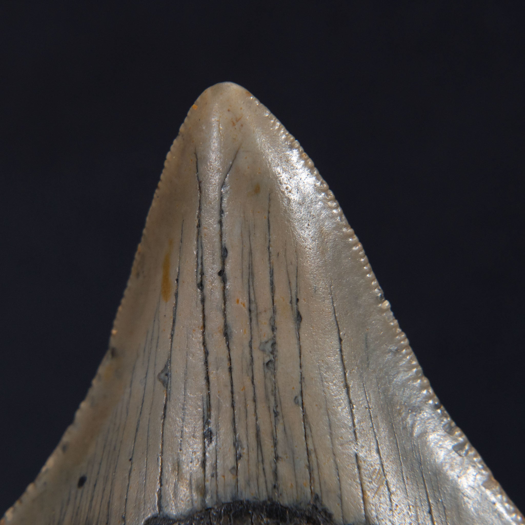 Genuine Prehistoric Megalodon Fossil Tooth (65.2 grams)