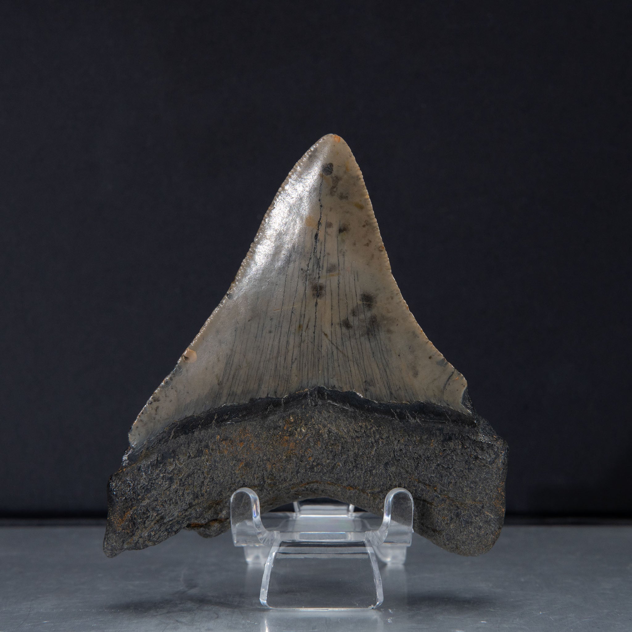 Genuine Prehistoric Megalodon Fossil Tooth (65.2 grams)