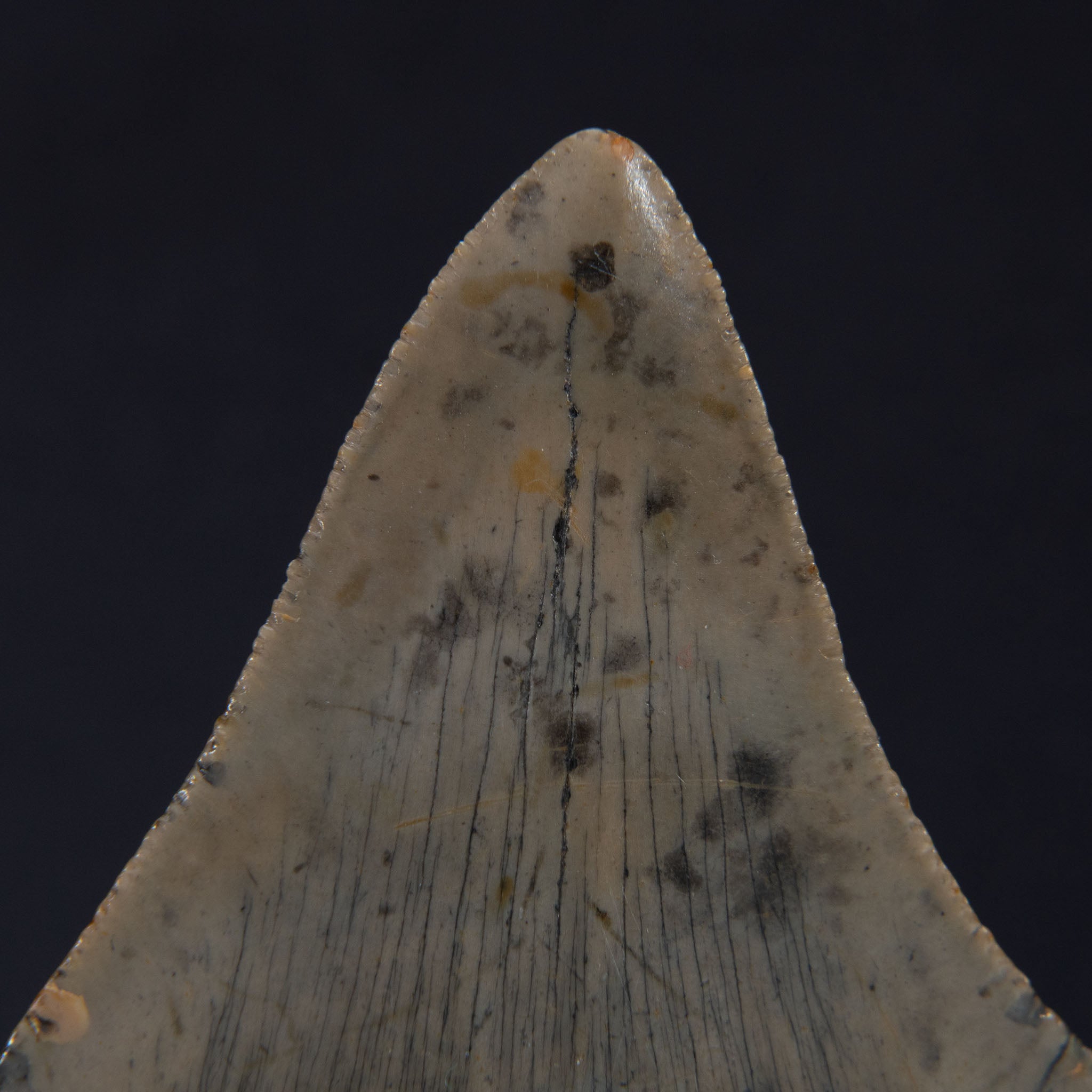 Genuine Prehistoric Megalodon Fossil Tooth (65.2 grams)
